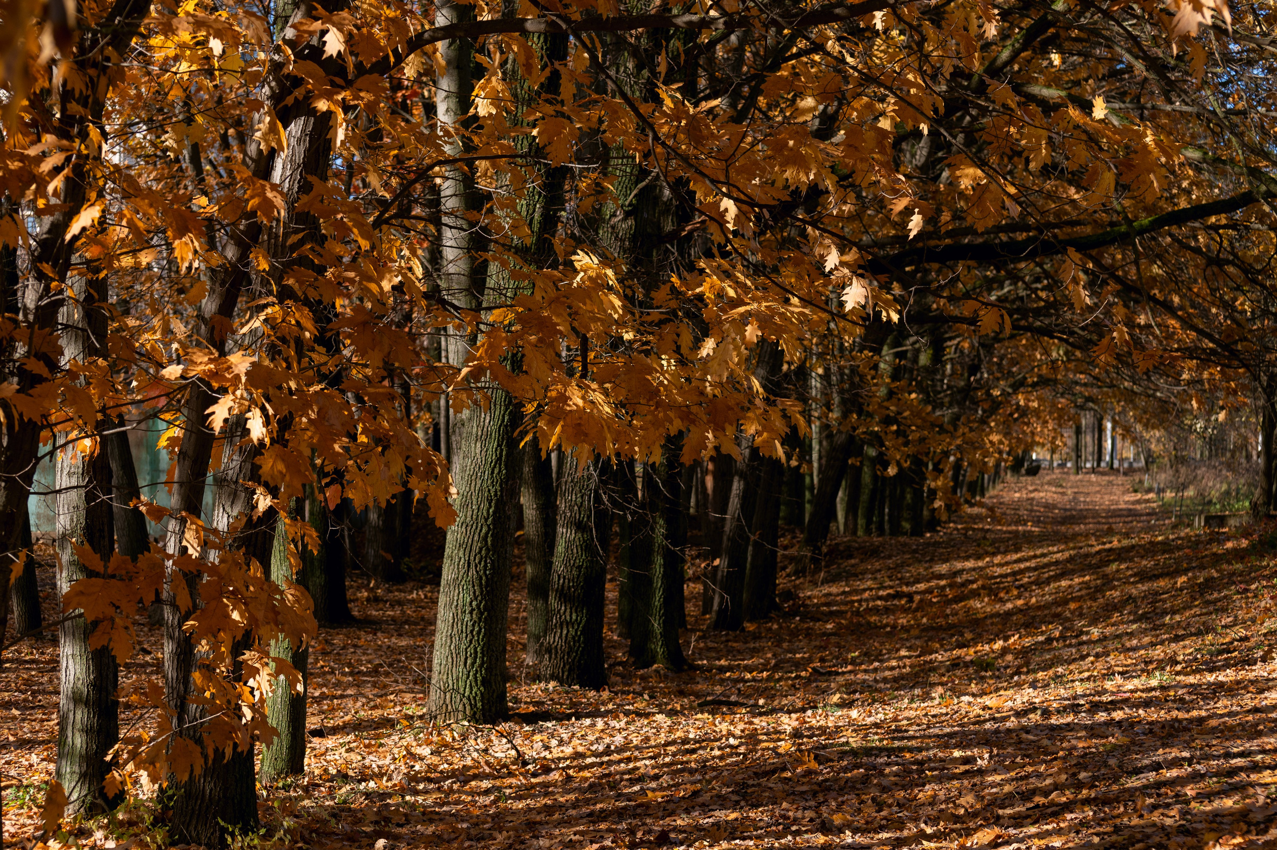 20241102 МГУ. Дмитрий Ремизов. Фотография, как хобби