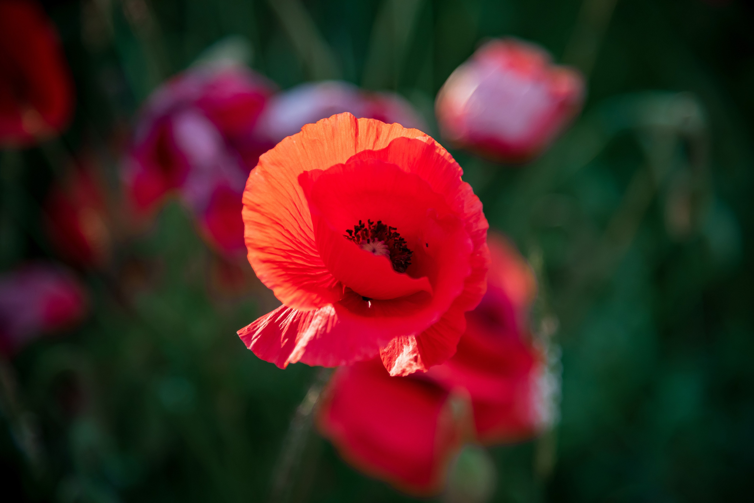 Фотосессия в маках. Свадебный и семейный фотограф в г. Краснодар Екатерина Зверева