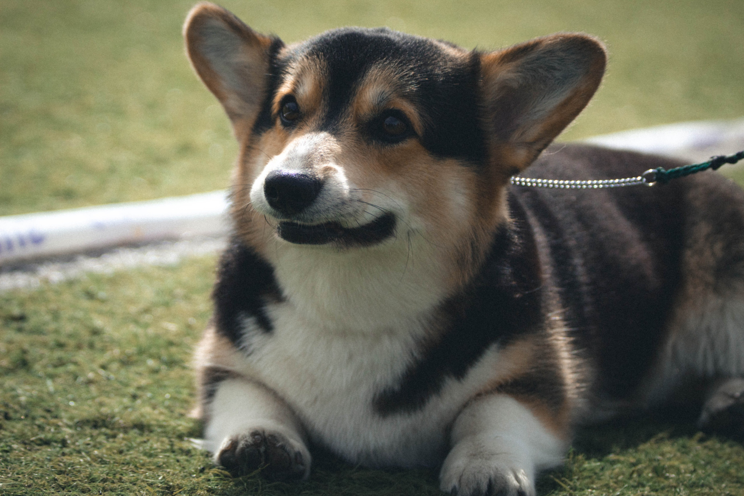 Фотограф анималист для выставки собак в Туле. Фотограф анималист — Тула, Москва