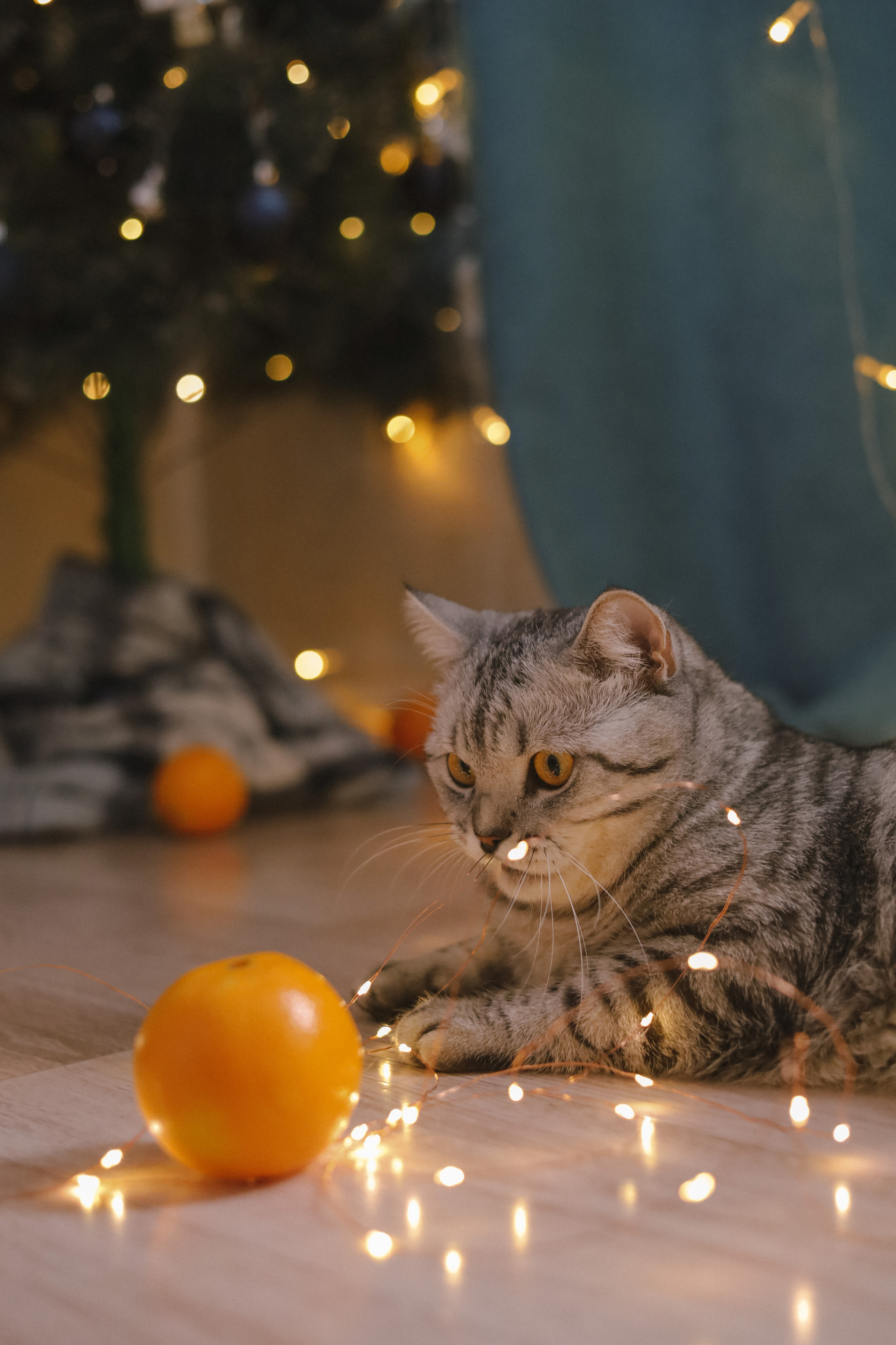 Настя, Ярослав и Котики. Фотограф Нестратенко Станислав г. Шилка, г. Чита