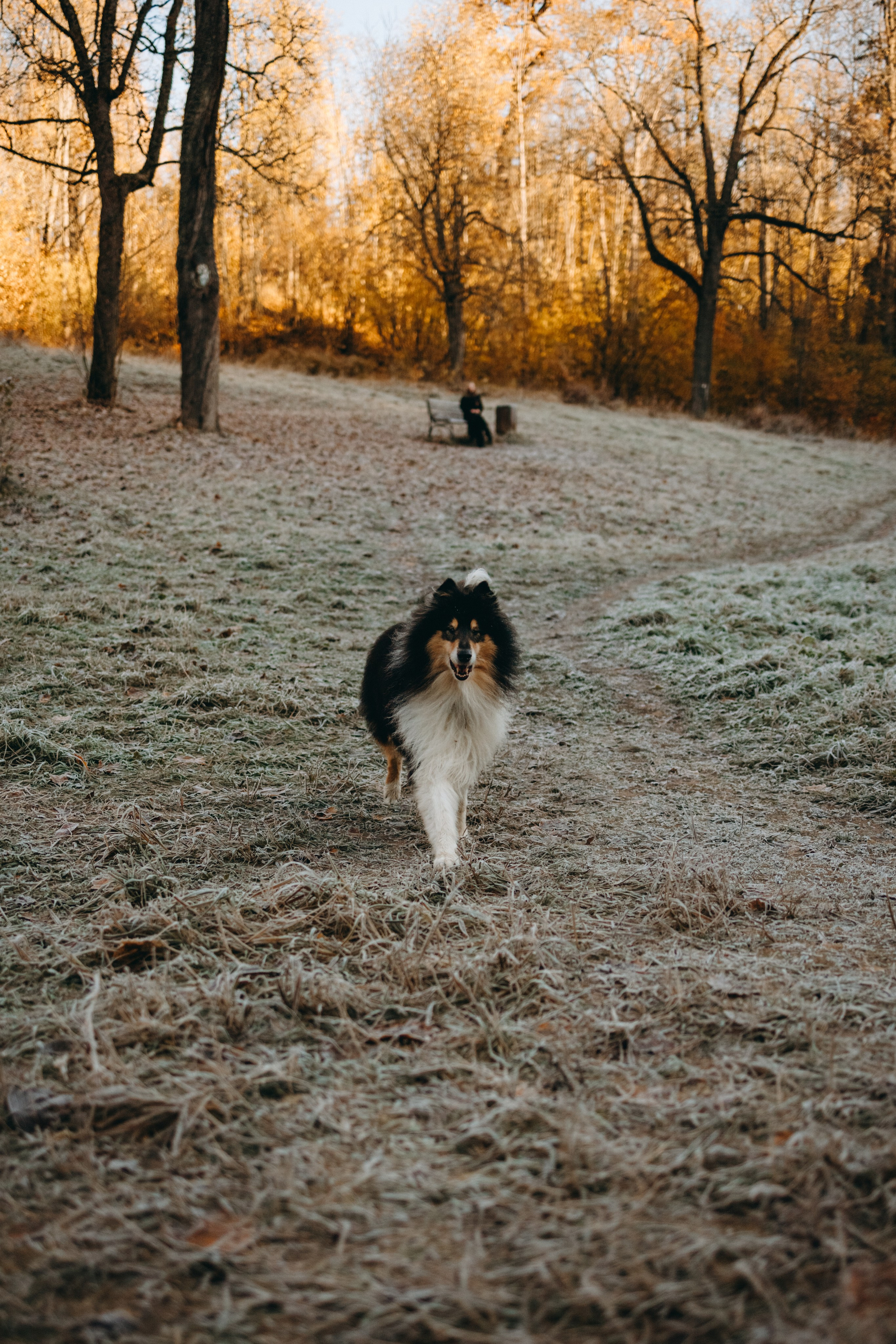 Ия и Барт. Фотограф — Анималист | Санкт-Петербург