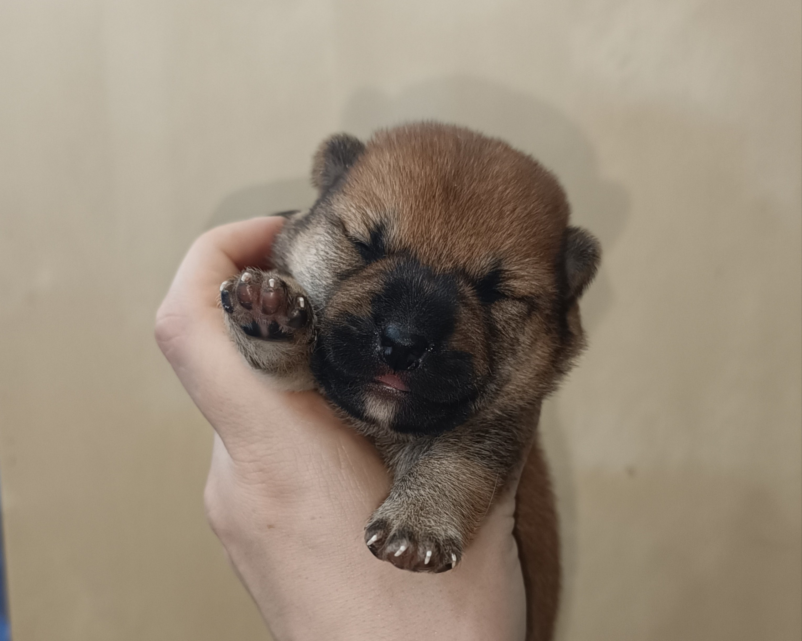 Помет S — Rubylight Soul. Американская акита I Сиба ину I Питомник RUBYLIGHT