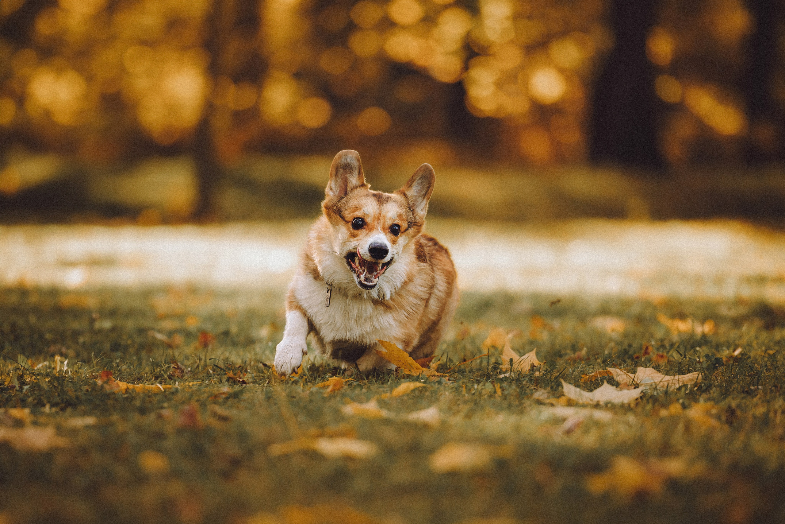Карина, Даня и Аркаша