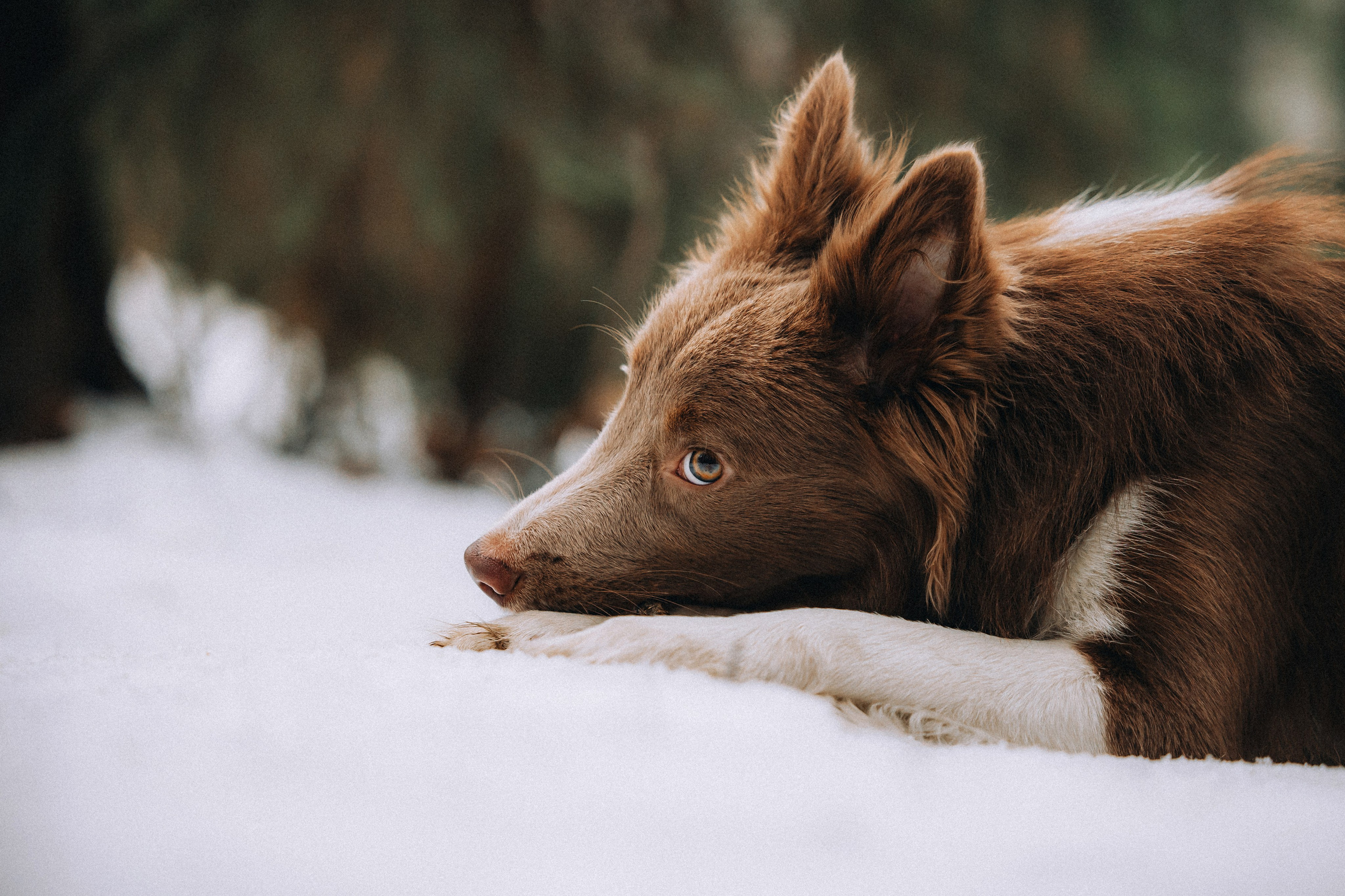 Полина, Милли и Паддингтон