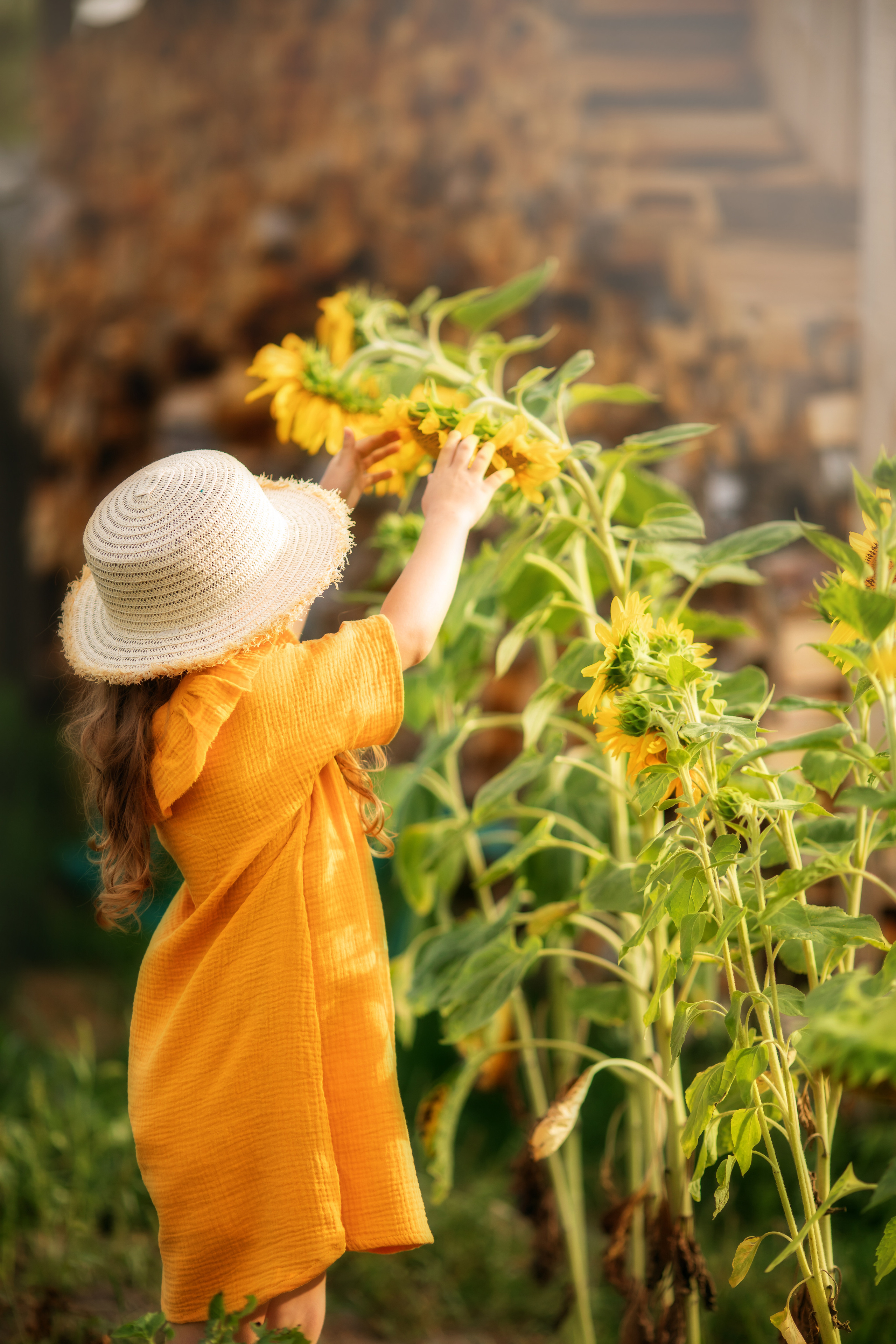 Подсолнухи. Olga.filippova.photo