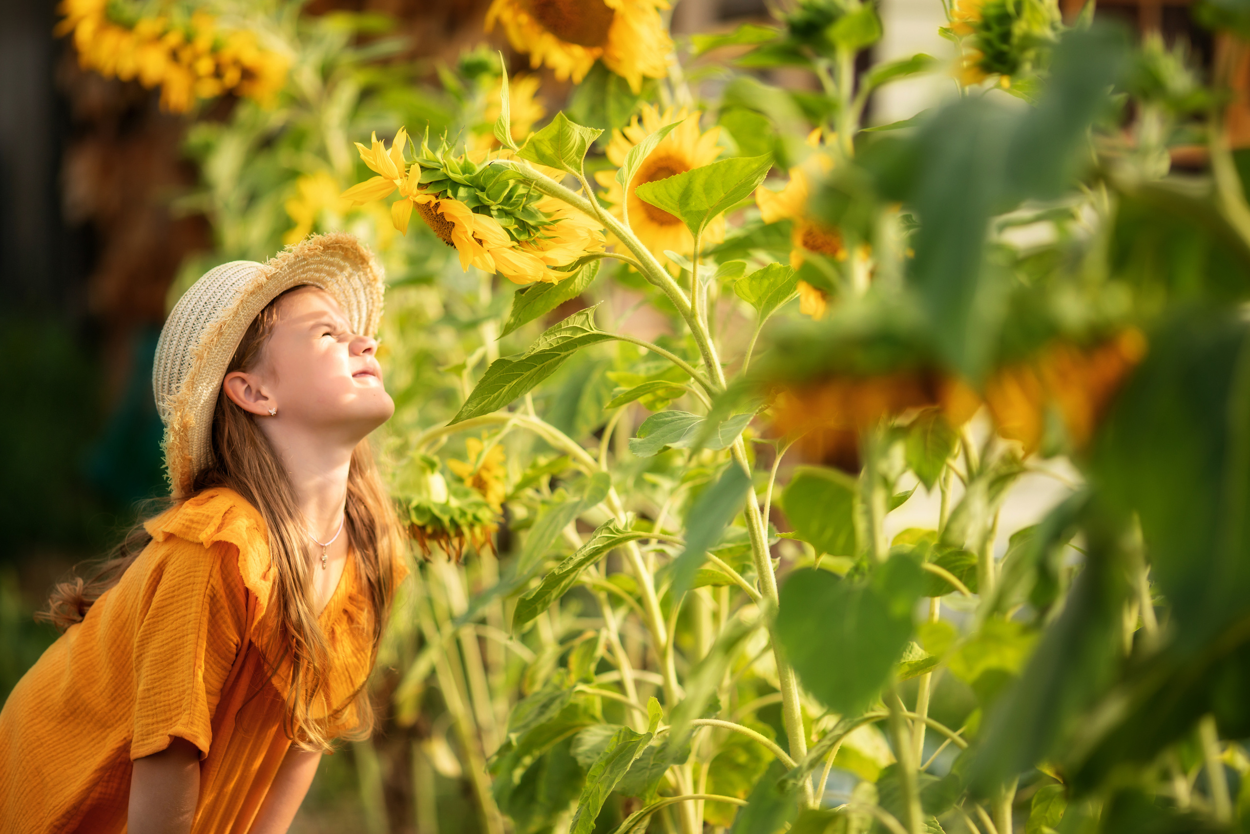 Подсолнухи. Olga.filippova.photo