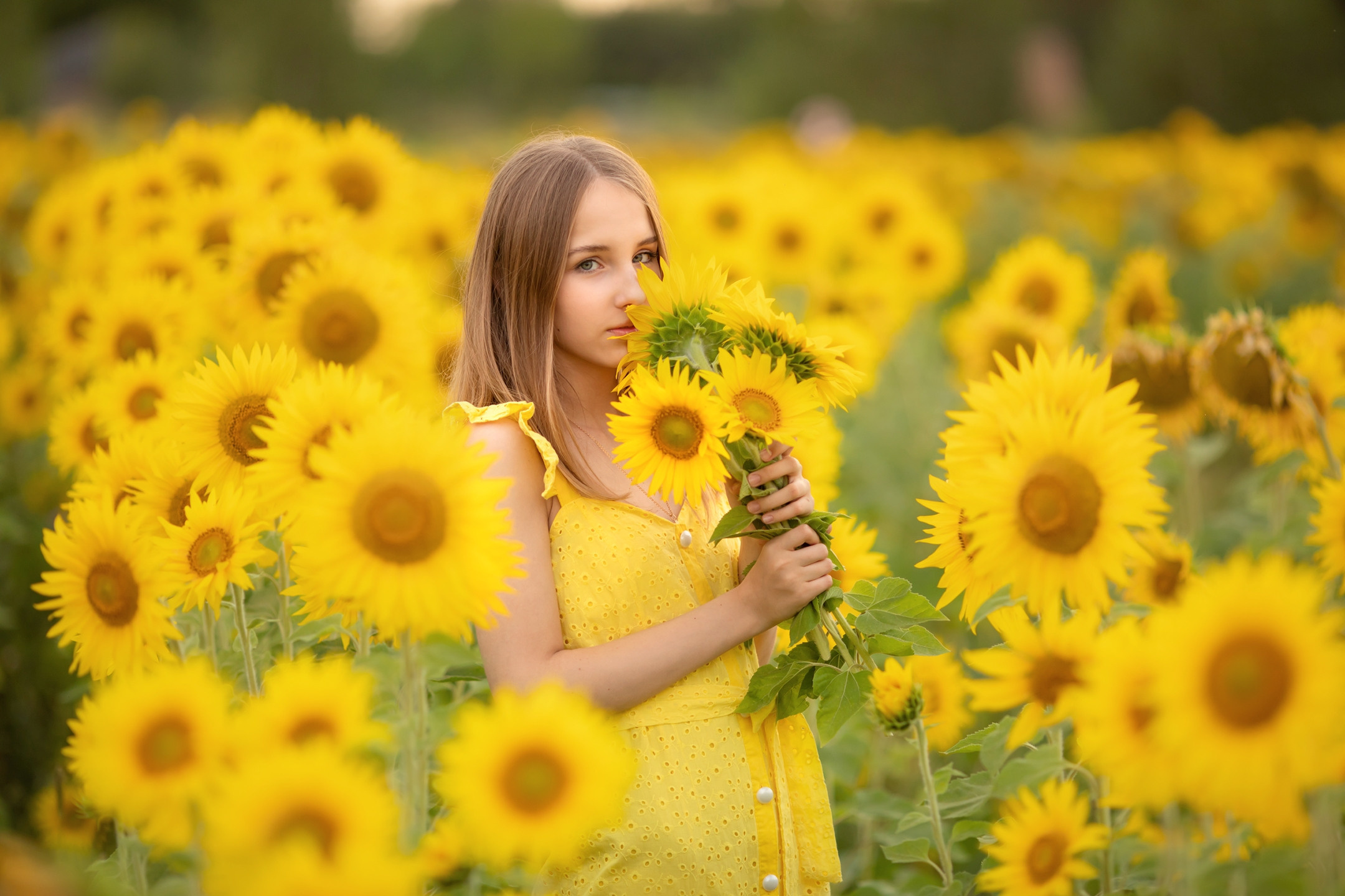 Подсолнухи. Olga.filippova.photo