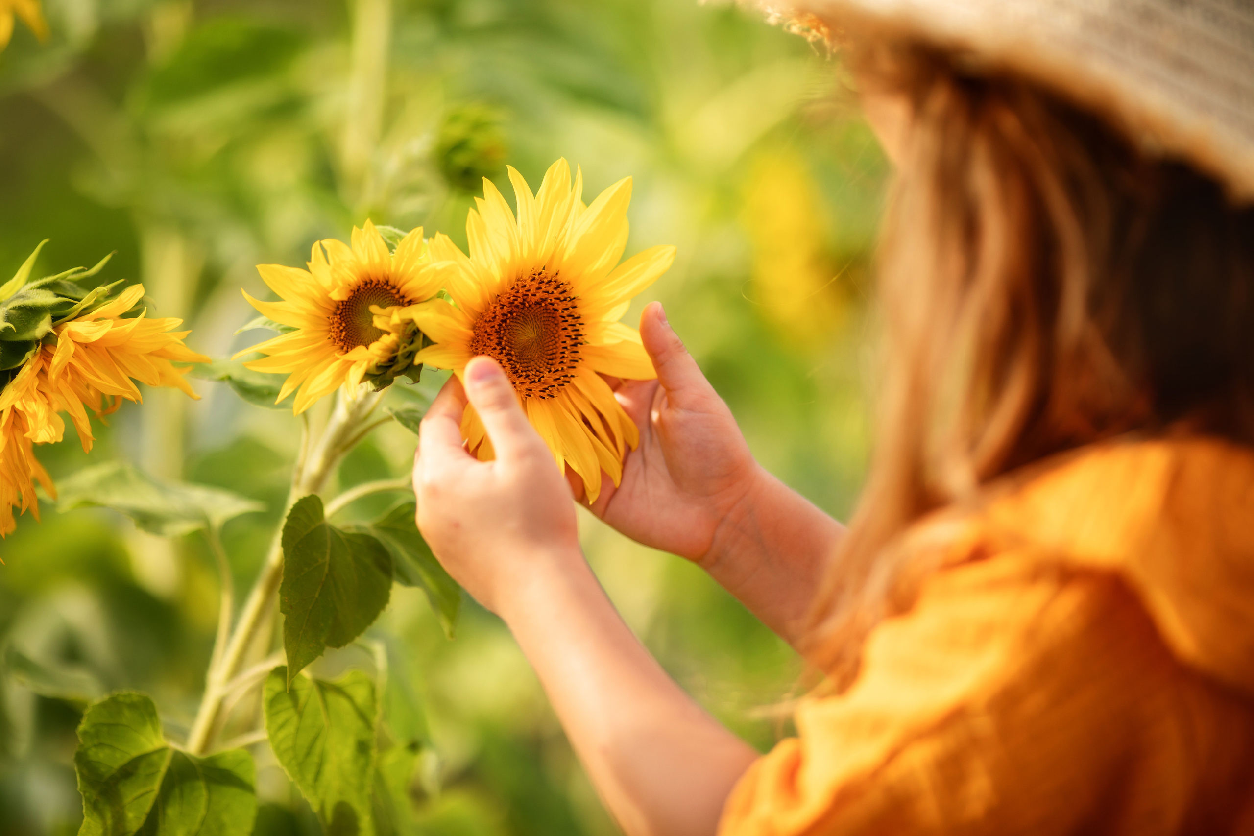 Подсолнухи. Olga.filippova.photo