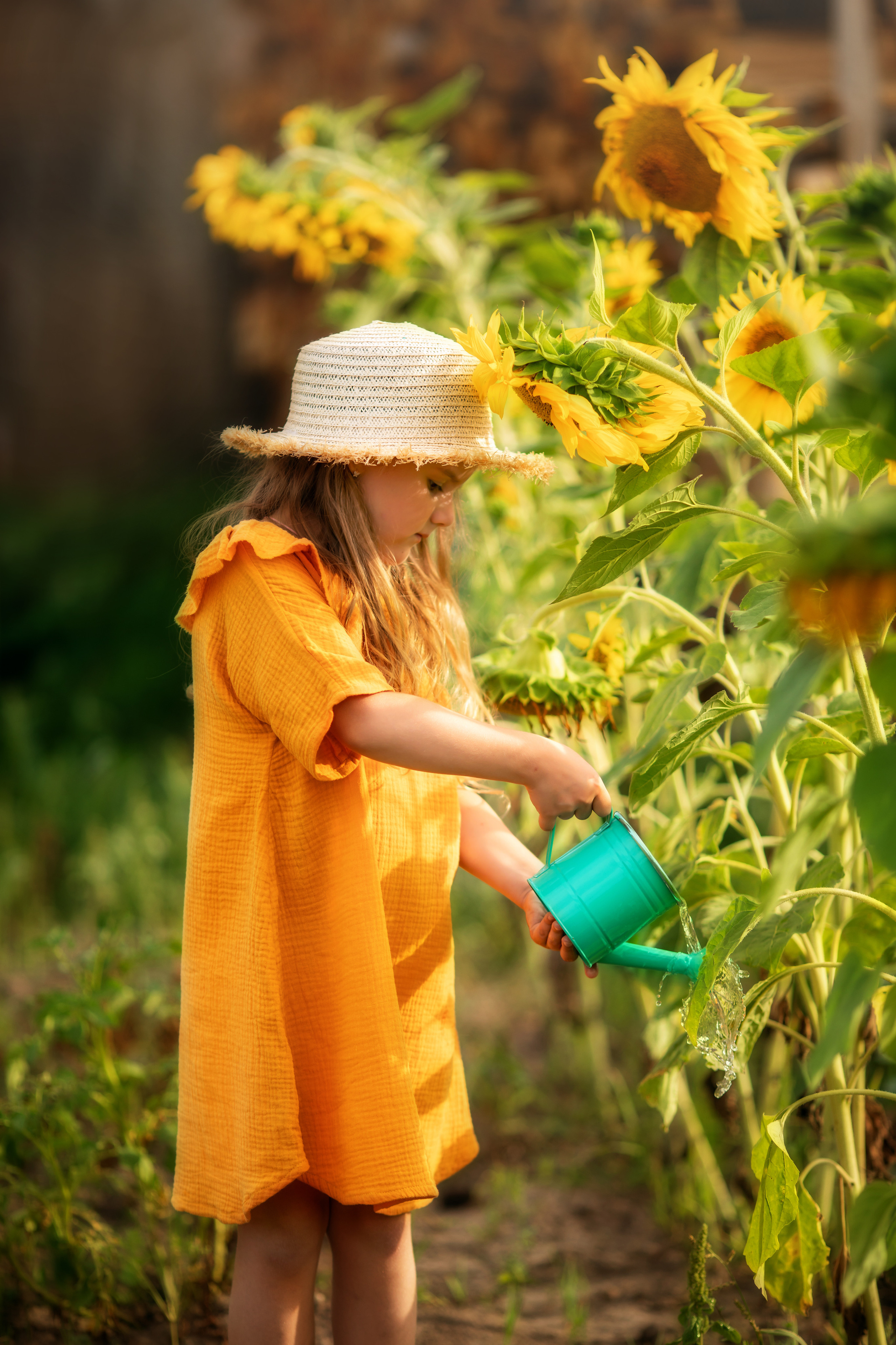 Подсолнухи. Olga.filippova.photo