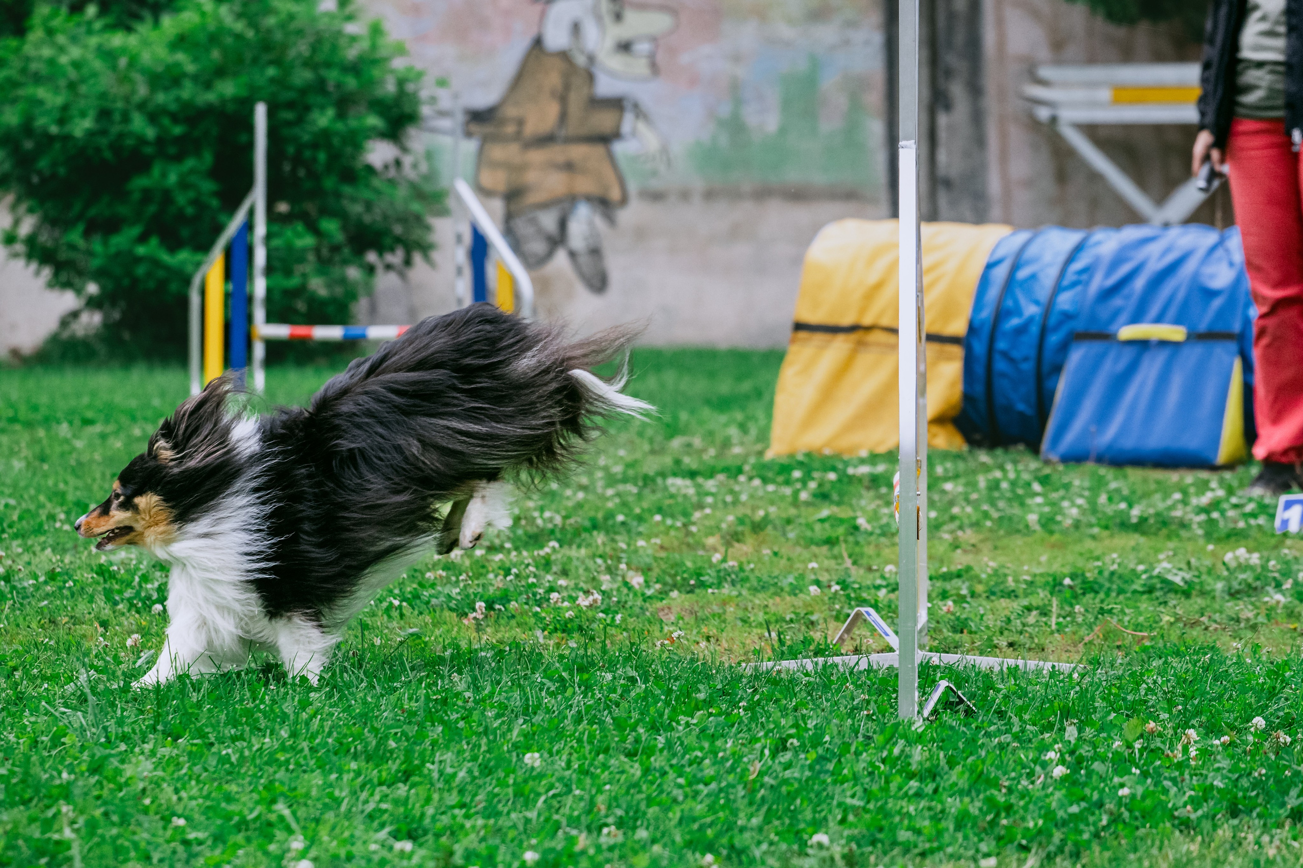 Соревнования по аджилити Долгопрудный 30.06.2025. Фотограф-анималист Татьяна Степанова