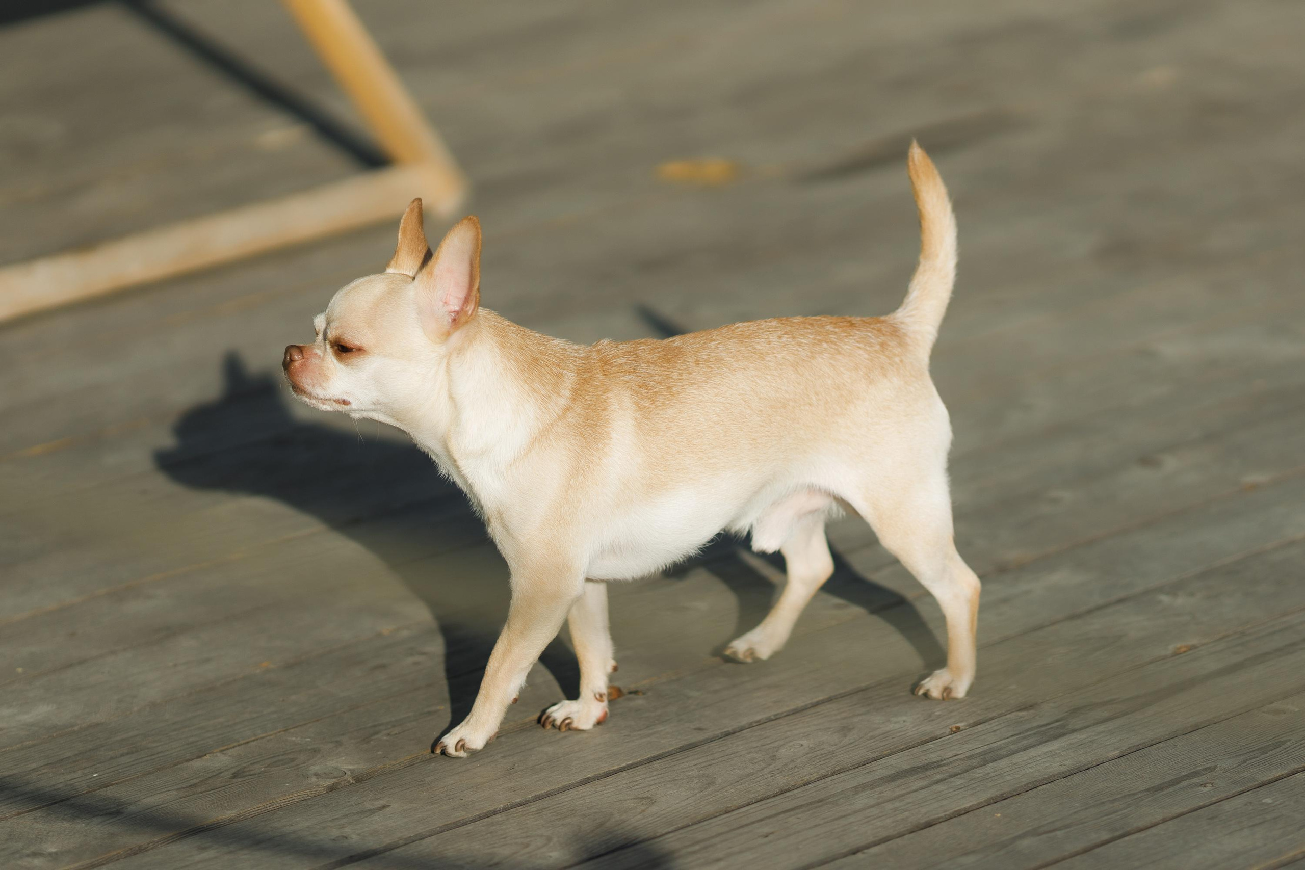 Skillbox. Feelmedia production