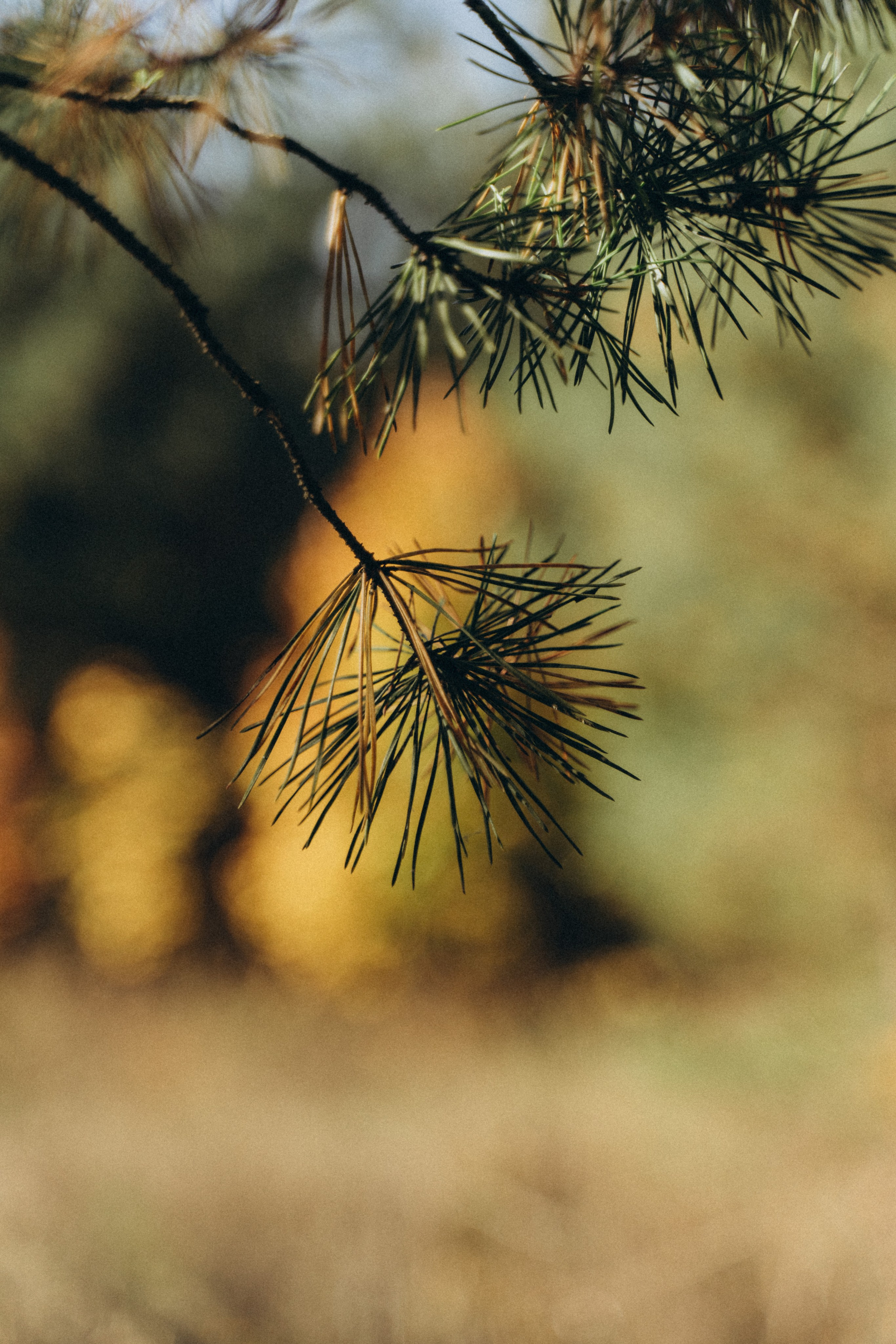 Пар-мастер Елена. Семейный фотограф в Саратове