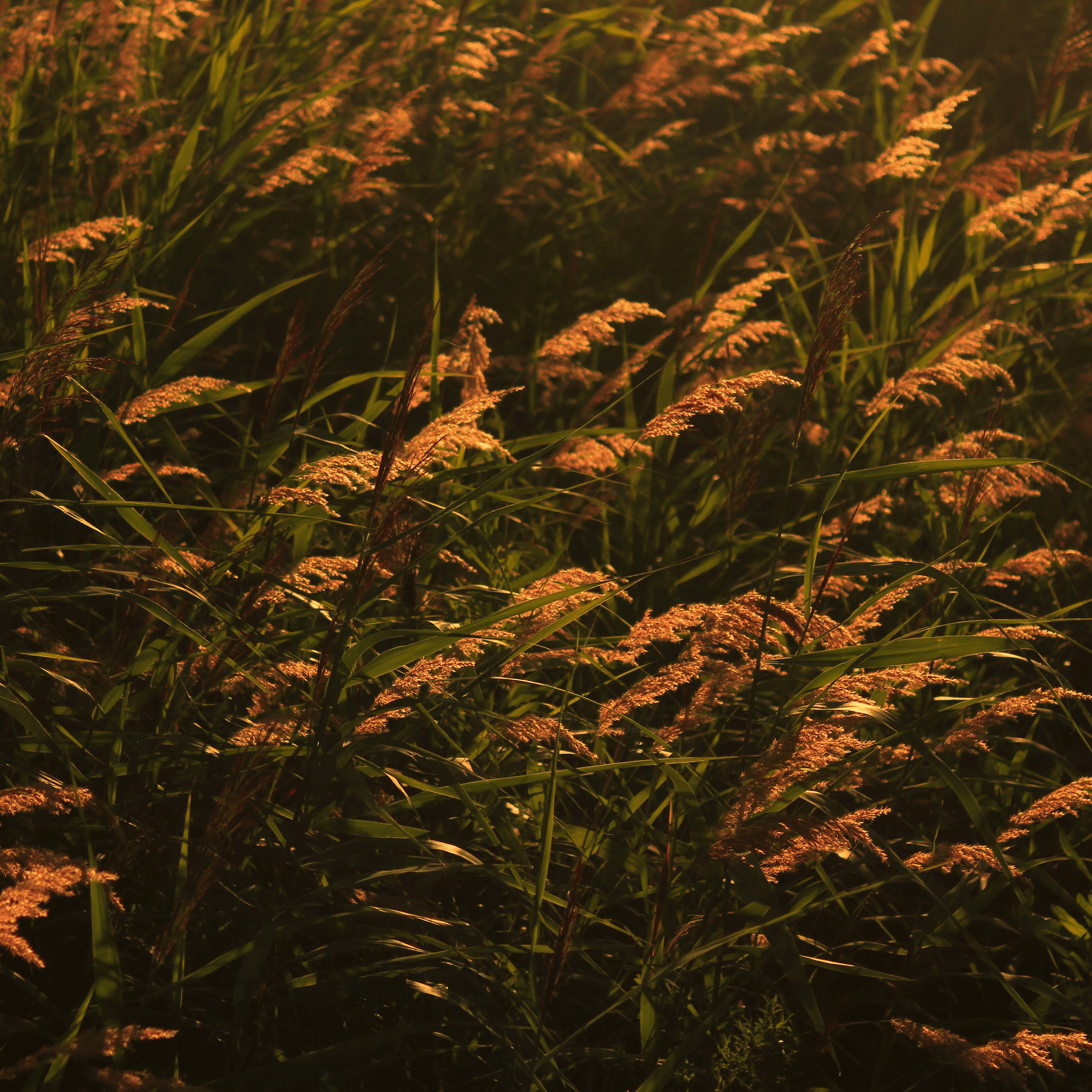 Summertime. Фотограф/дизайнер в Екатеринбурге Хитрый Дмитрий