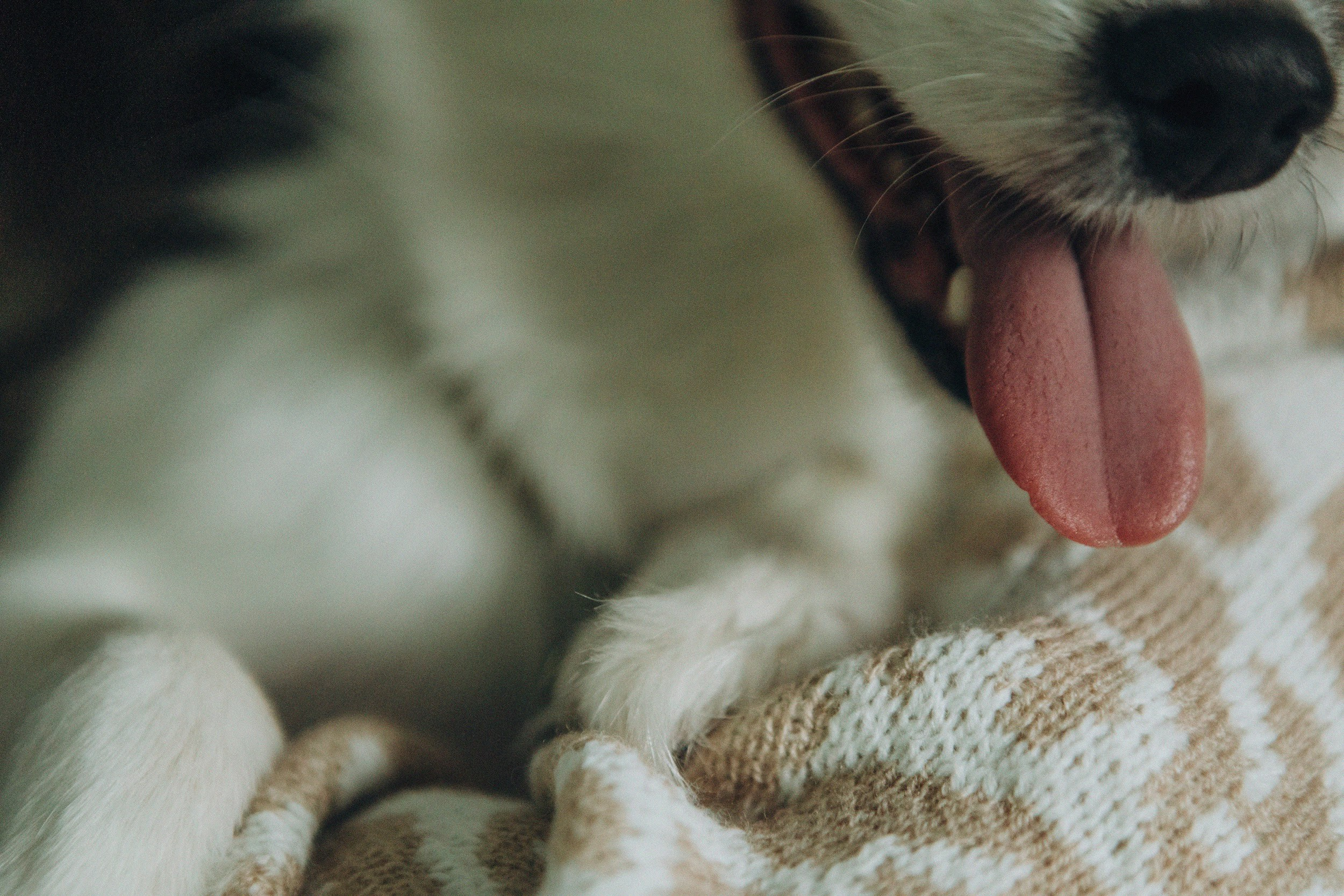 Break fast with a dog. Свадебный и семейный фотограф Арестенко Анастасия