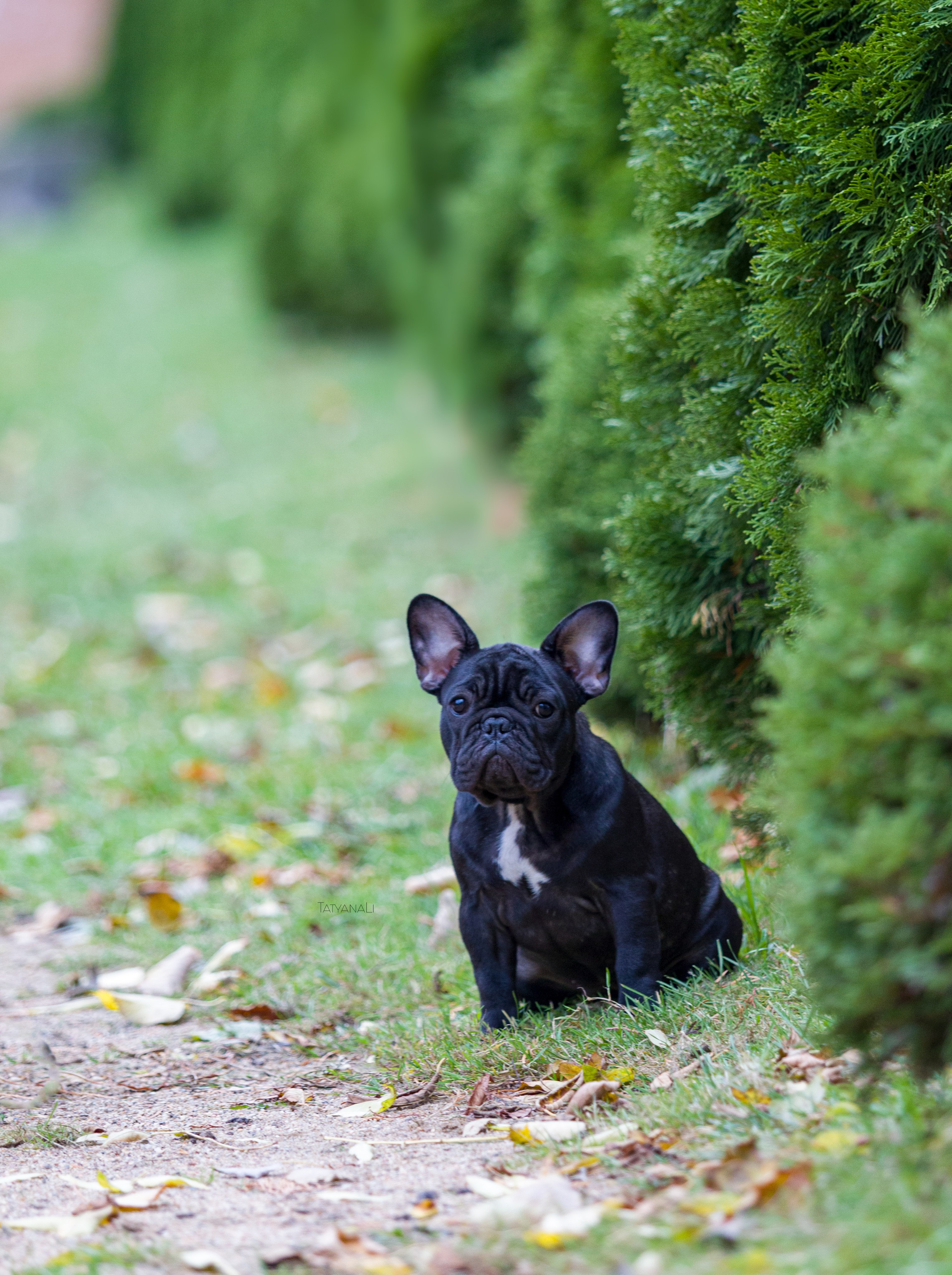 Французкий бульдог. Фотограф — анималист Татьяна Ли
