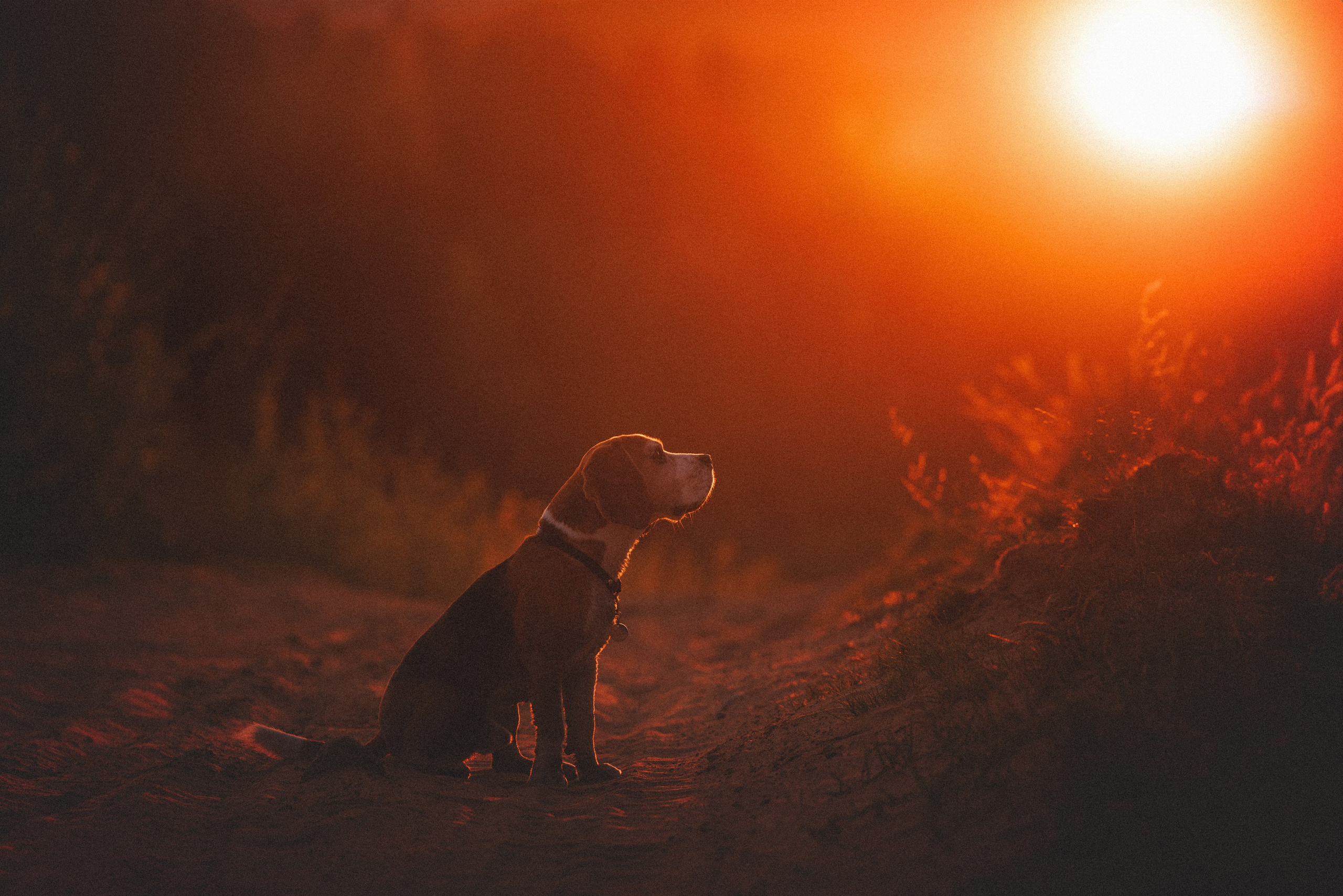 Юля и Зайфер. Фотограф анималист Осипчикова Мария