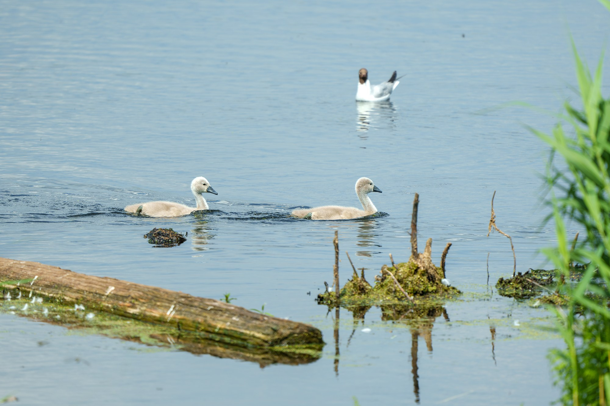 Удивительные мир птиц. Вокруг нас столько прекрасного — присмотритесь!. Ваш личный фотограф Марина Волкова