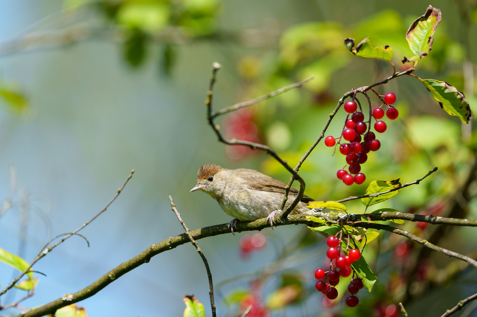 Удивительные мир птиц. Вокруг нас столько прекрасного — присмотритесь!. Ваш личный фотограф Марина Волкова