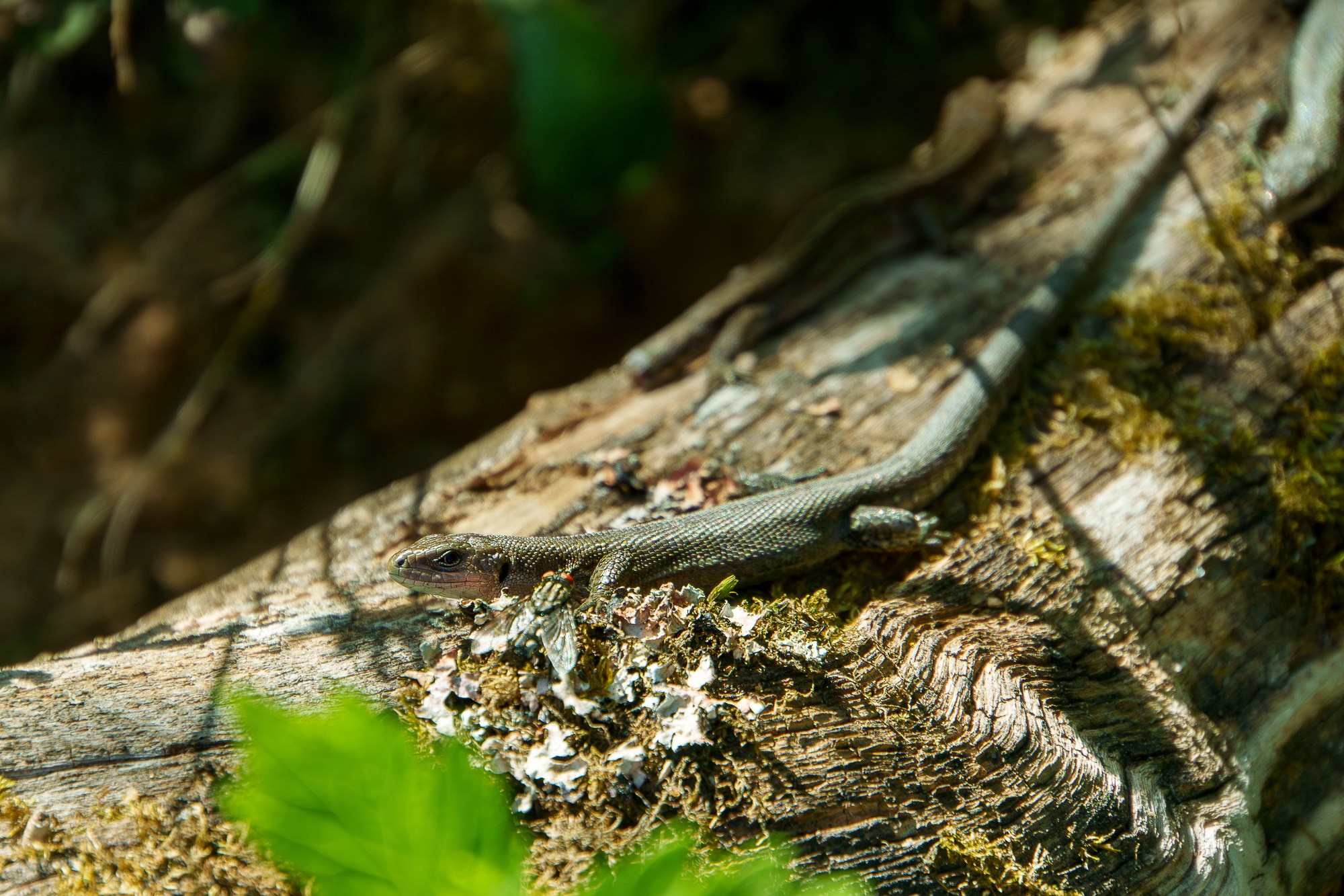 Животные. Ваш личный фотограф Марина Волкова