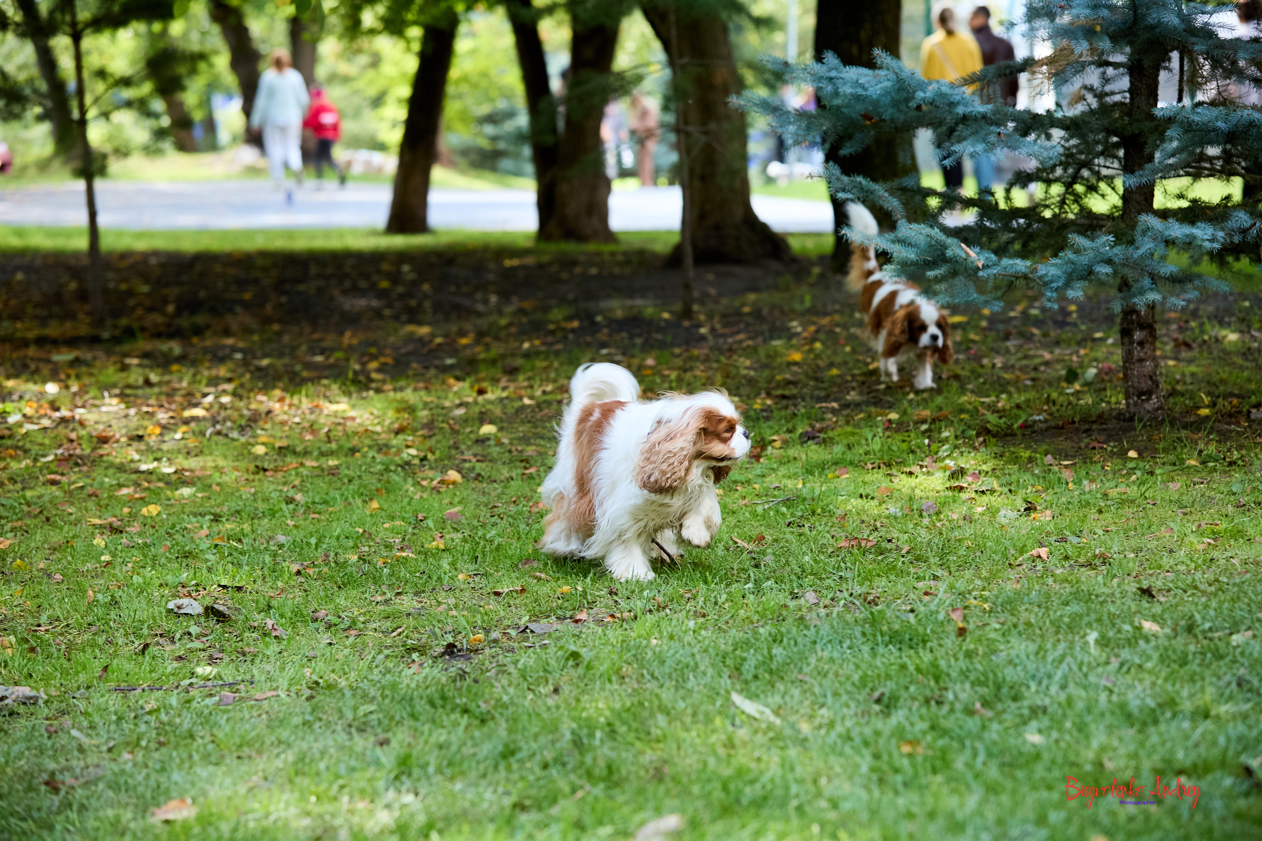 Фотопрогулка с кавалерами. Buyvolenko Andrey