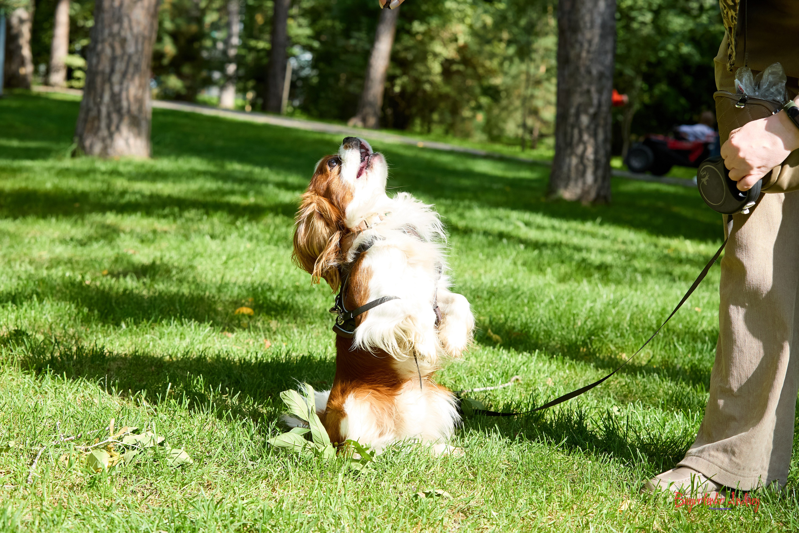 Фотопрогулка с кавалерами. Buyvolenko Andrey