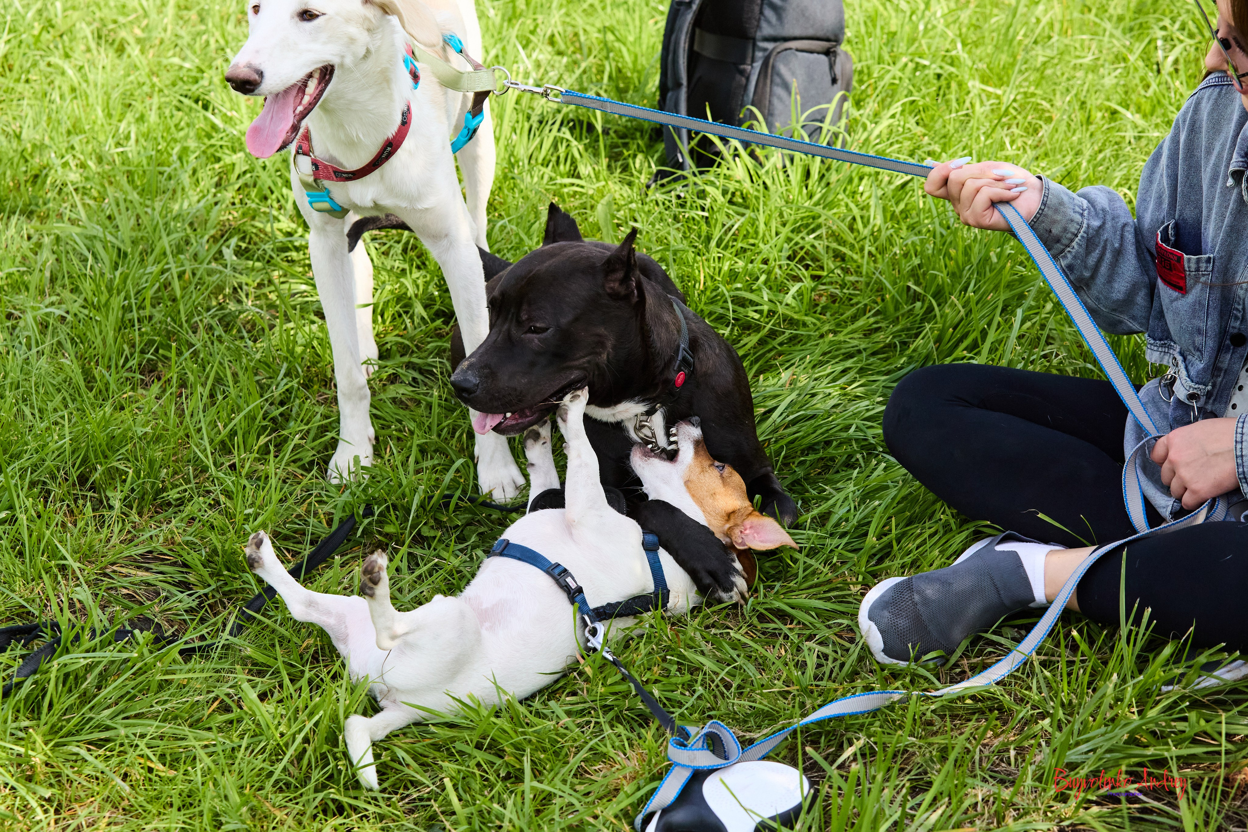 Проект фотопрогулка с хвостиком. Buyvolenko Andrey