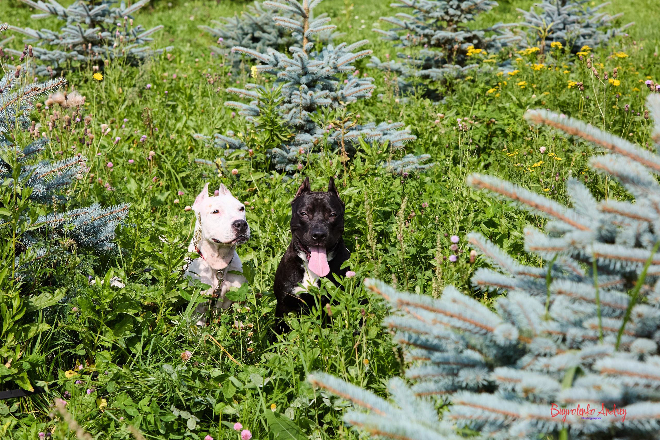 Проект фотопрогулка с хвостиком. Buyvolenko Andrey