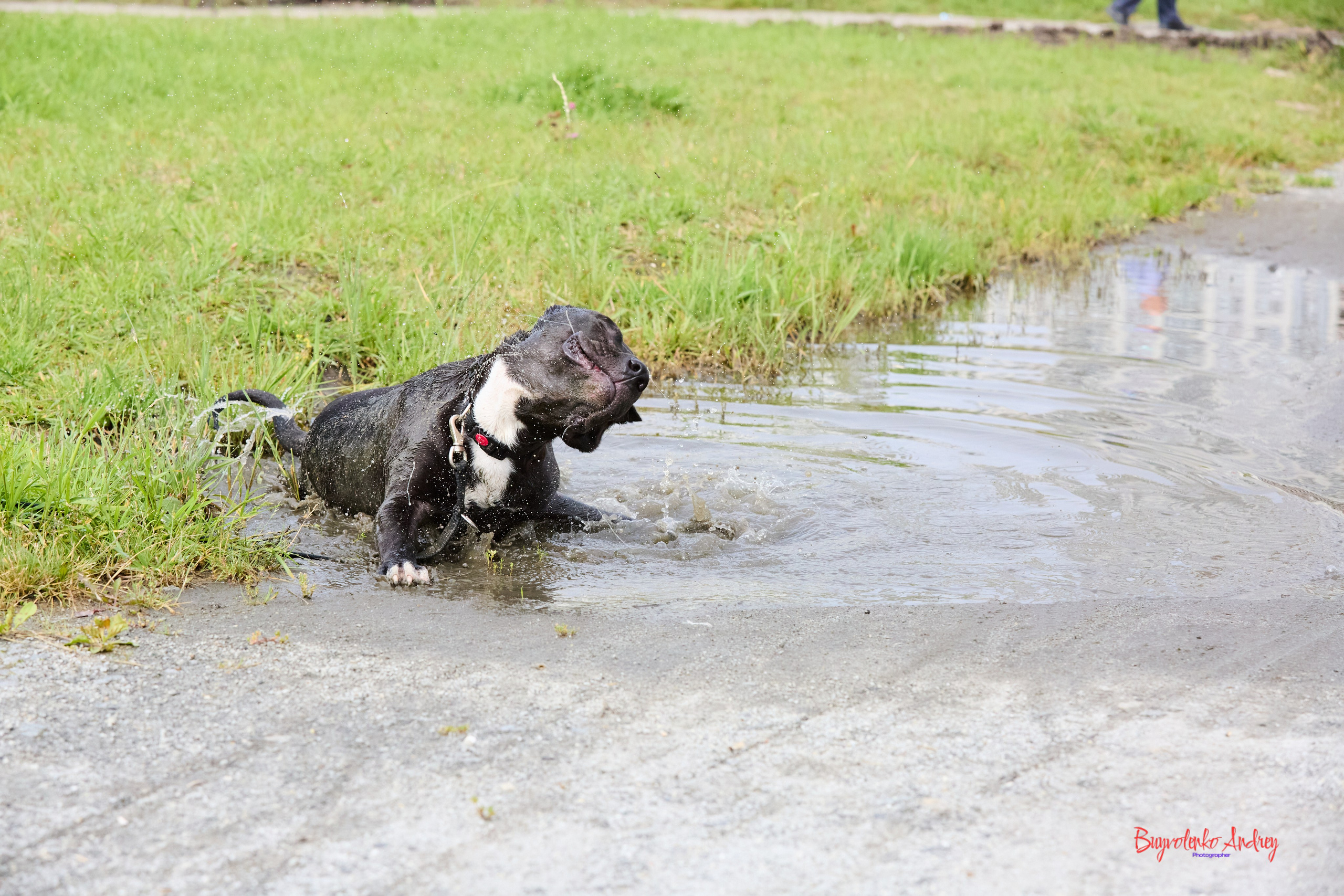 Проект фотопрогулка с хвостиком. Buyvolenko Andrey