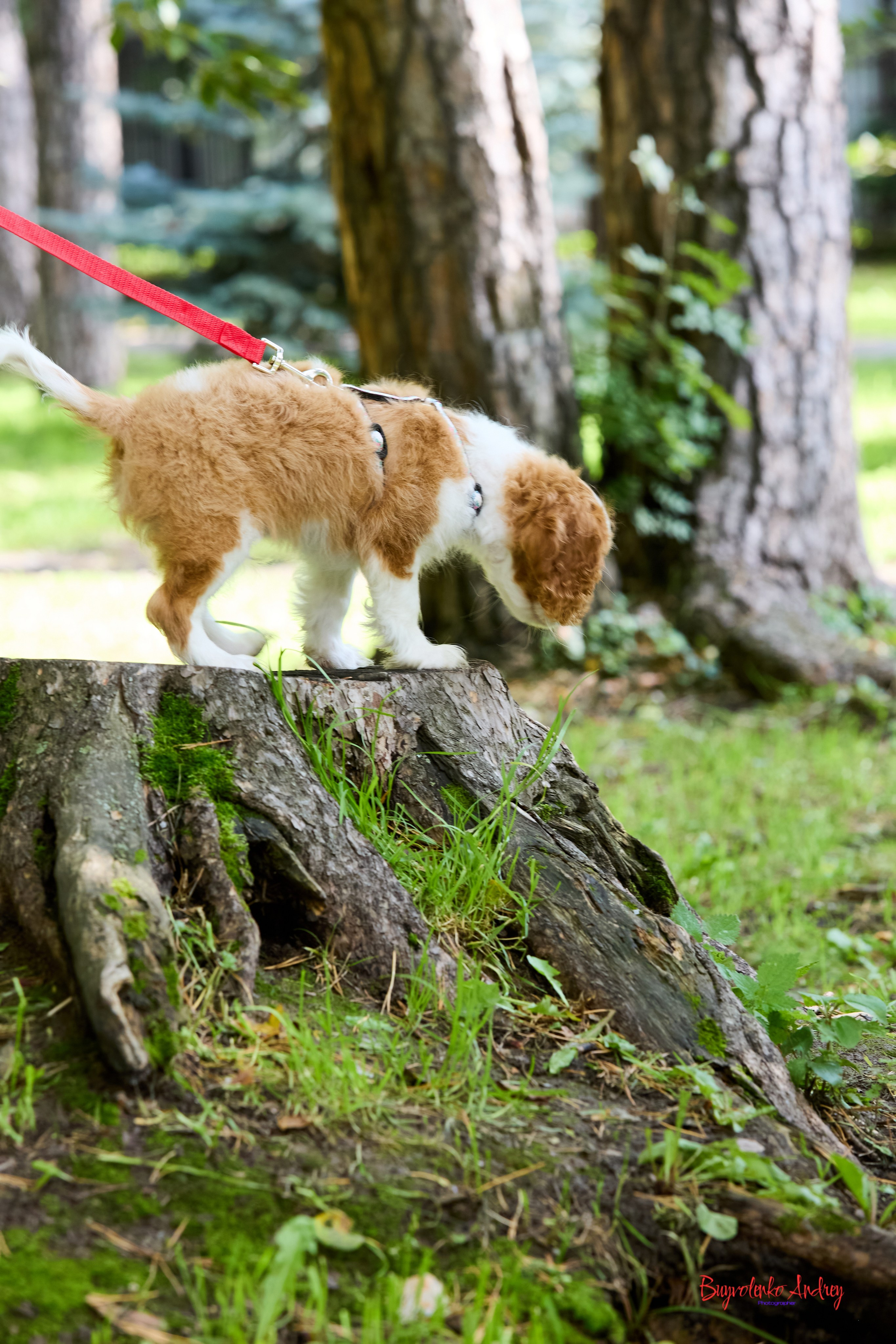 Фотопрогулка с кавалерами. Buyvolenko Andrey