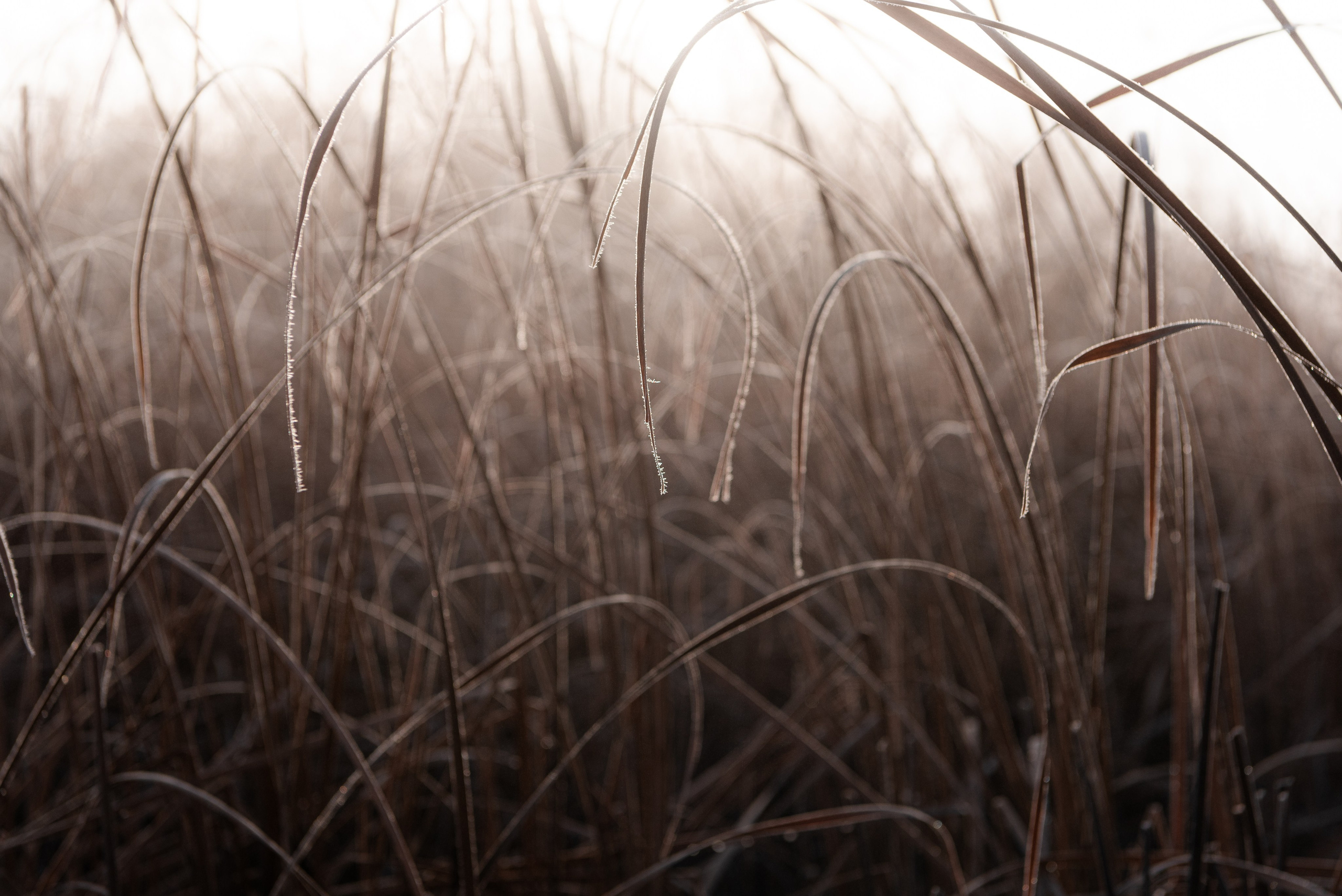 Фотографии утреннего тумана под Волжским. Фотограф в Волгограде и Волжском Александр Горбань