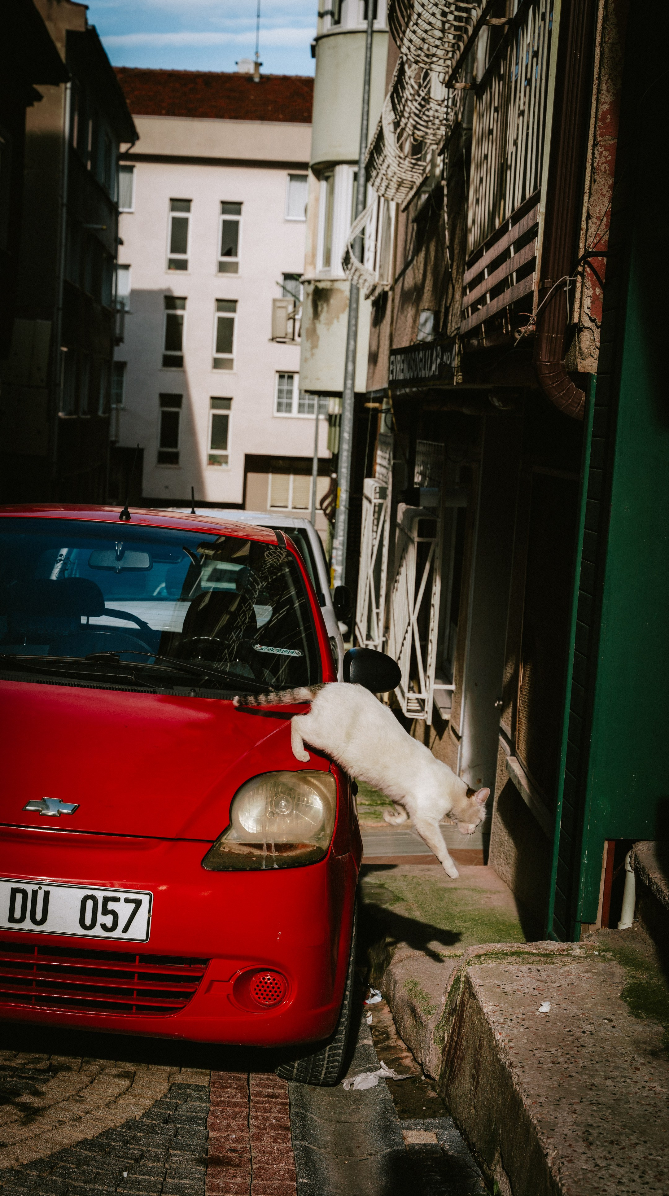 Кошки. Фотографии Дмитрия Захаренко