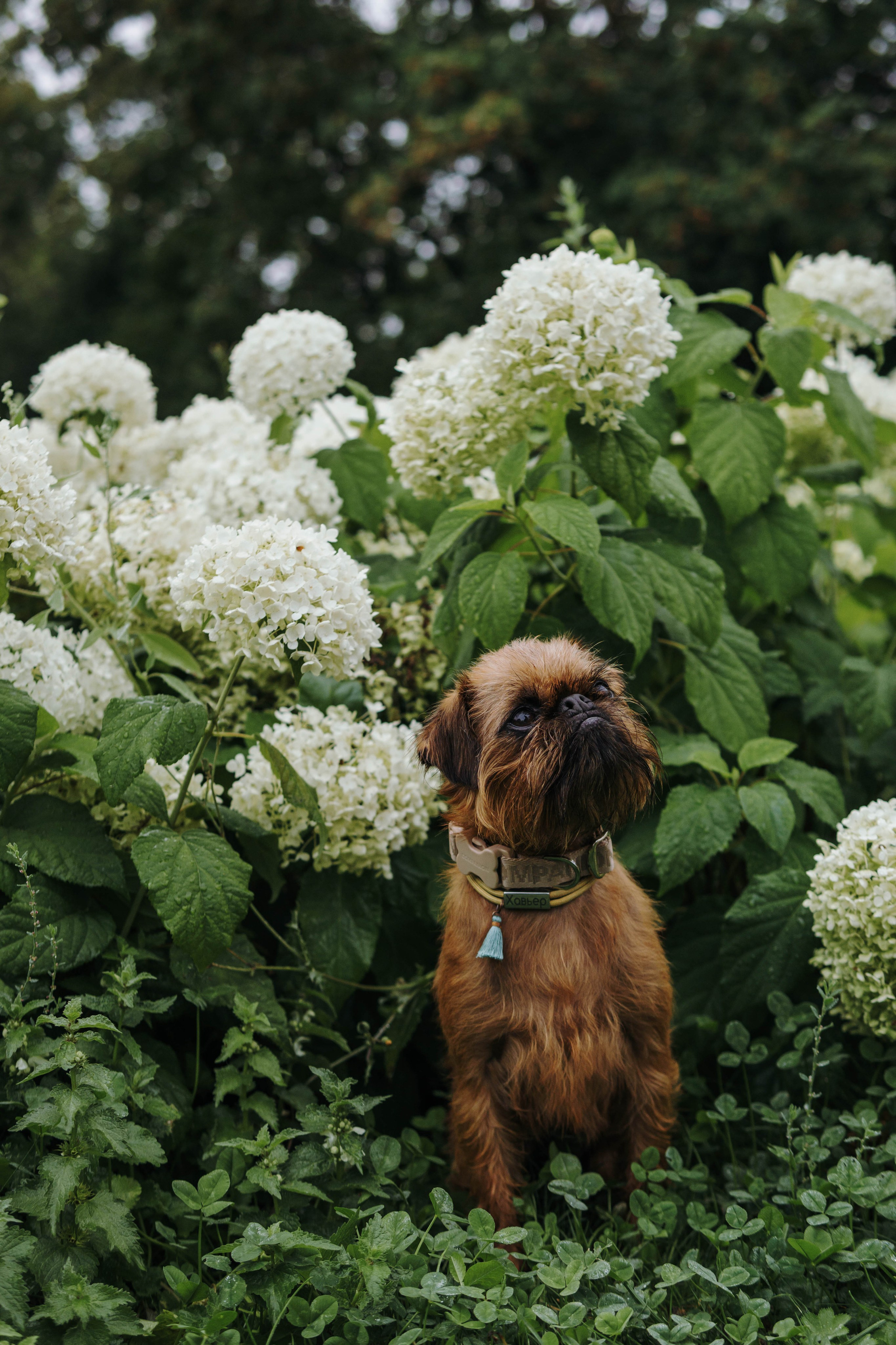 Наташа, Сережа и Хавьер. Фотограф-анималист Ксения Воробьева, Москва