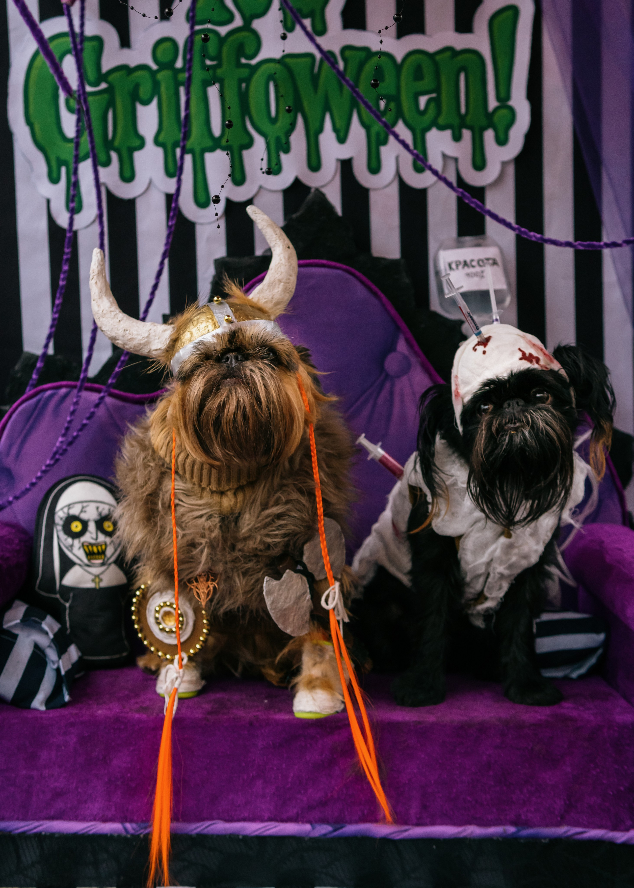 Тематическая встреча породников «Griffween». Фотограф-анималист Ксения Воробьева, Москва