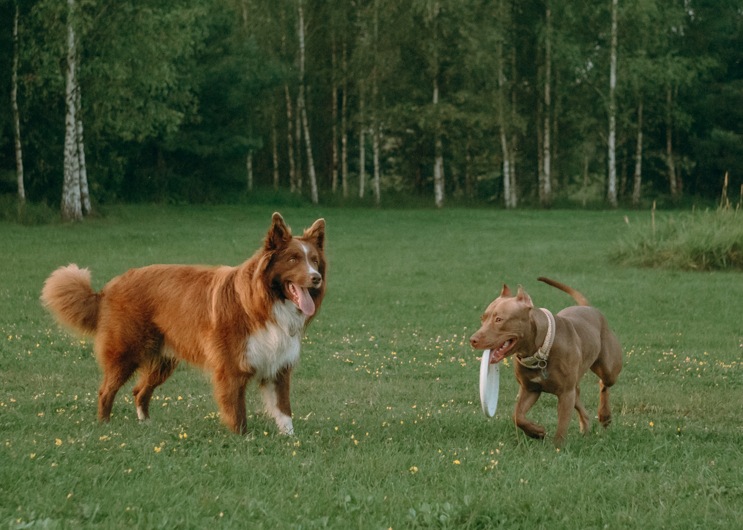 Виолетта, Лила и Питер. Фотограф-анималист Ксения Воробьева, Москва
