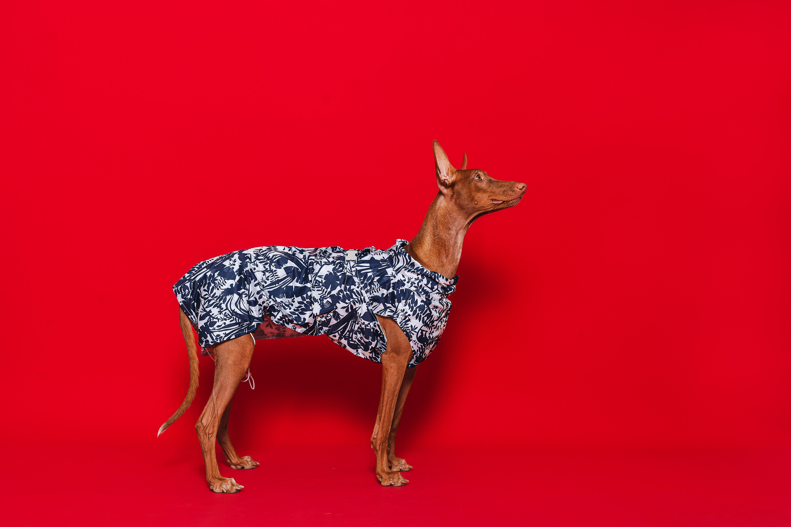 Съемка для бренда TEDDYBOY. Фотограф-анималист Татьяна Степанова