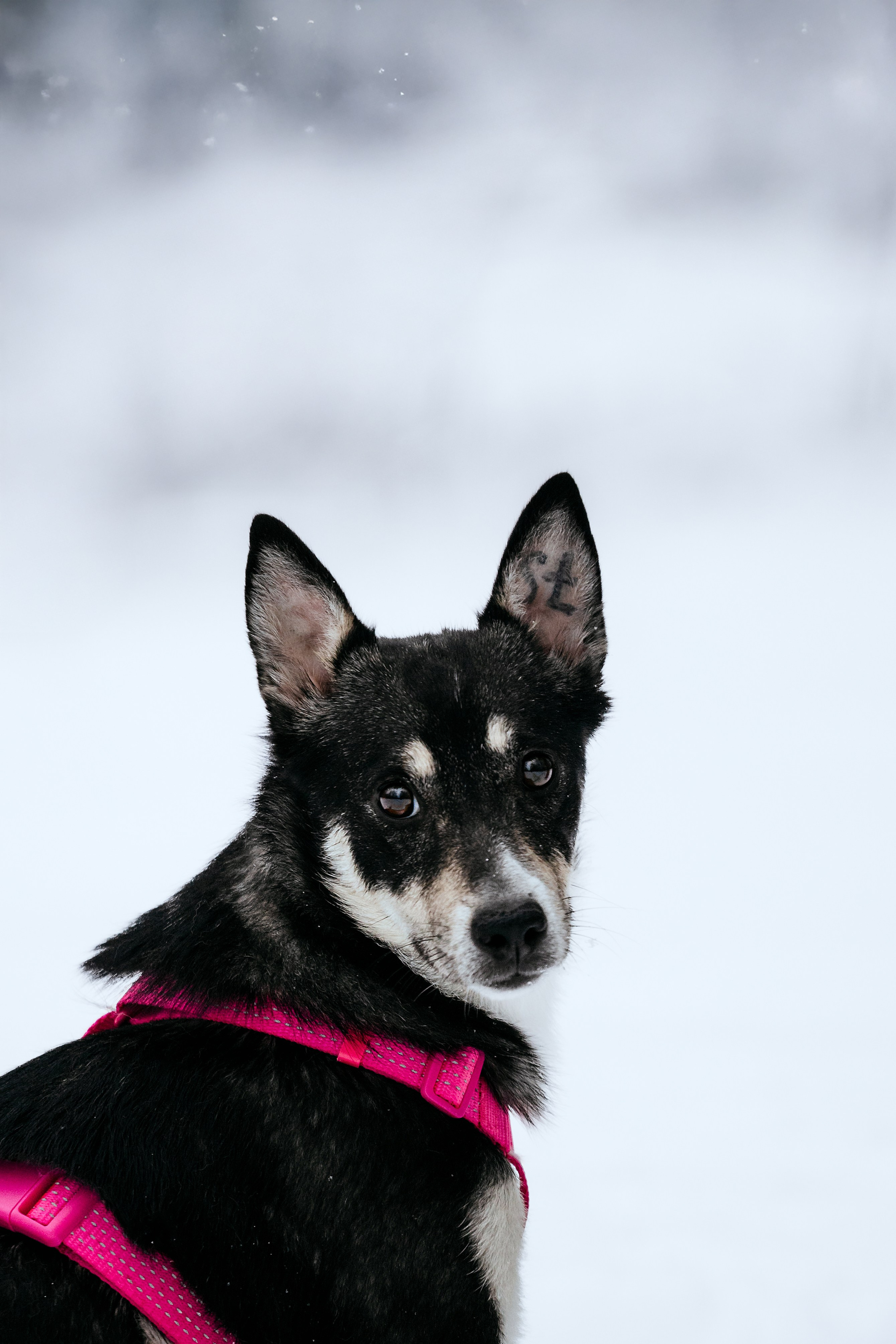 Собаки из приюта Дубовая роща зима. Фотограф-анималист Татьяна Степанова