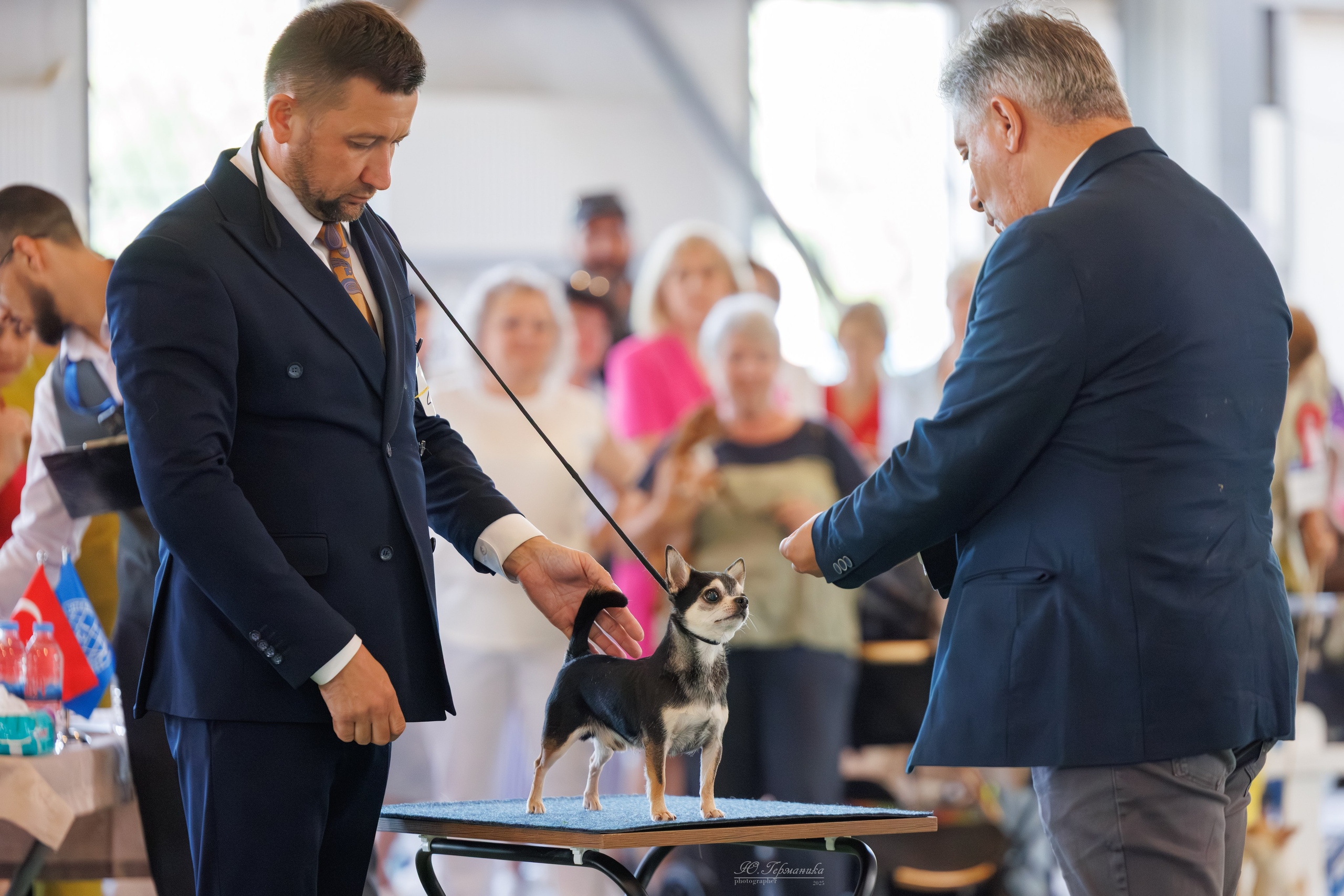 Батуми 3хCACIB 27-29.06.2025. Фотограф-анималист Юлия Германика