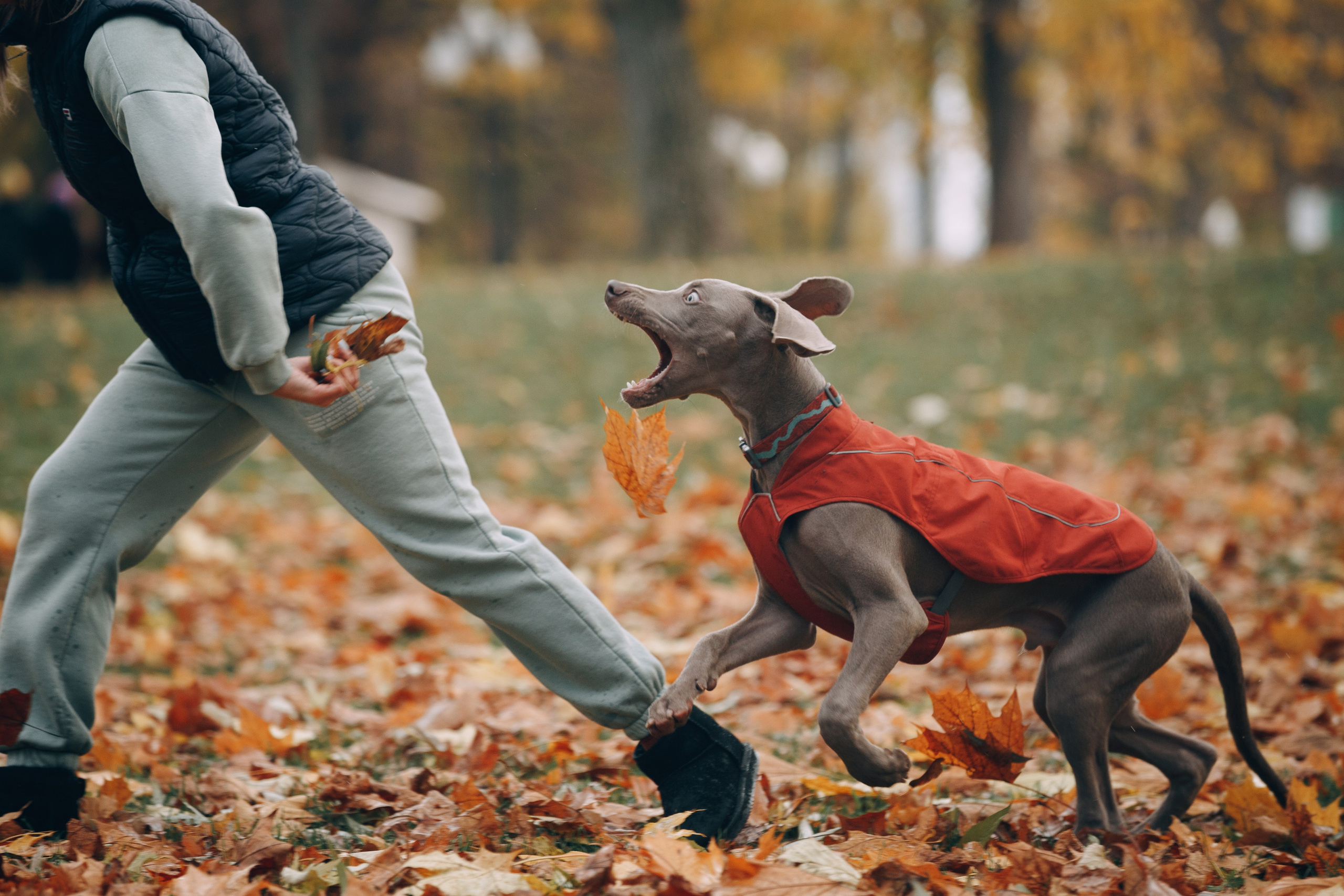 Оля, Саша и Бастиан. Фотограф анималист Кристина Карпова, Москва