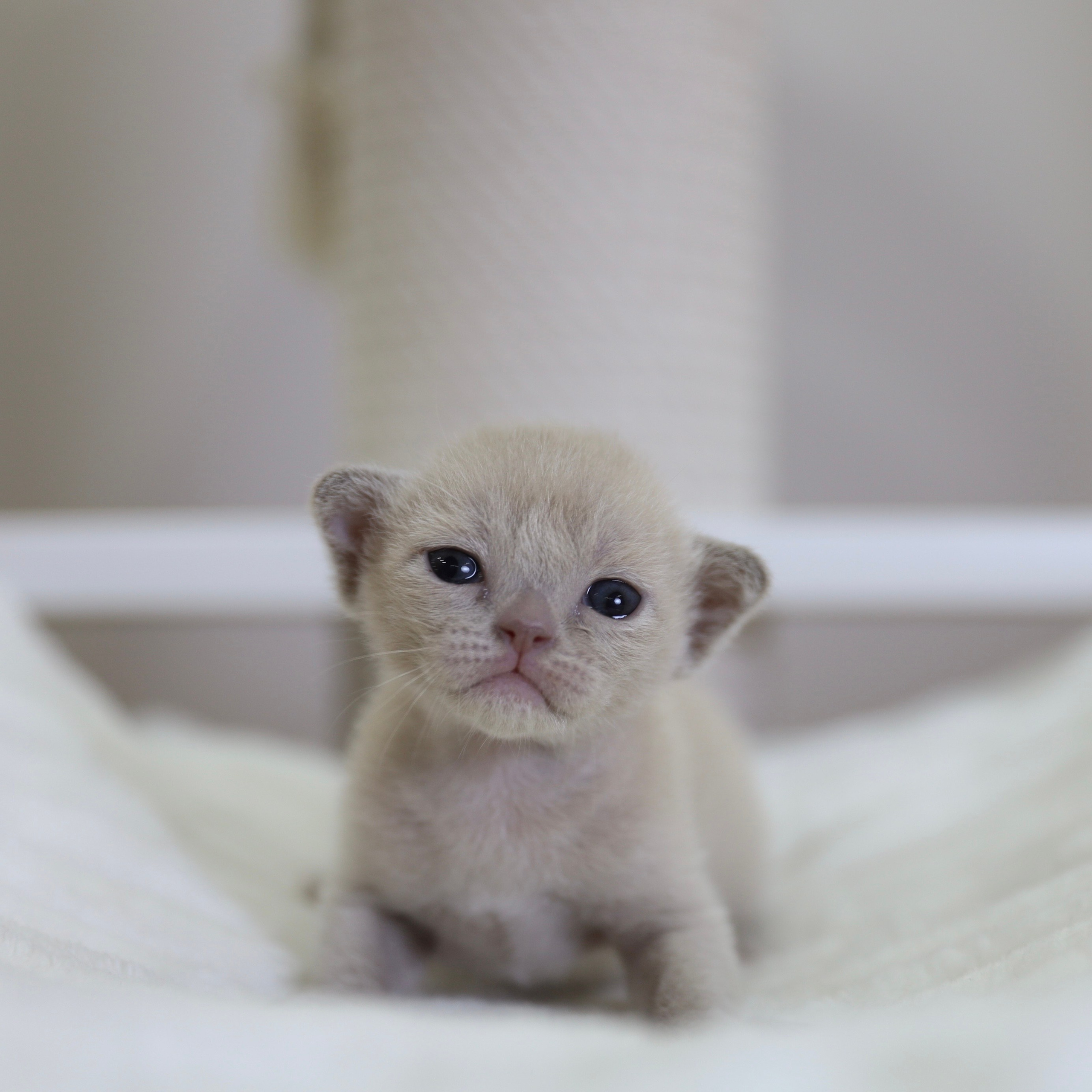 В. Питомник «Bouncy Life»