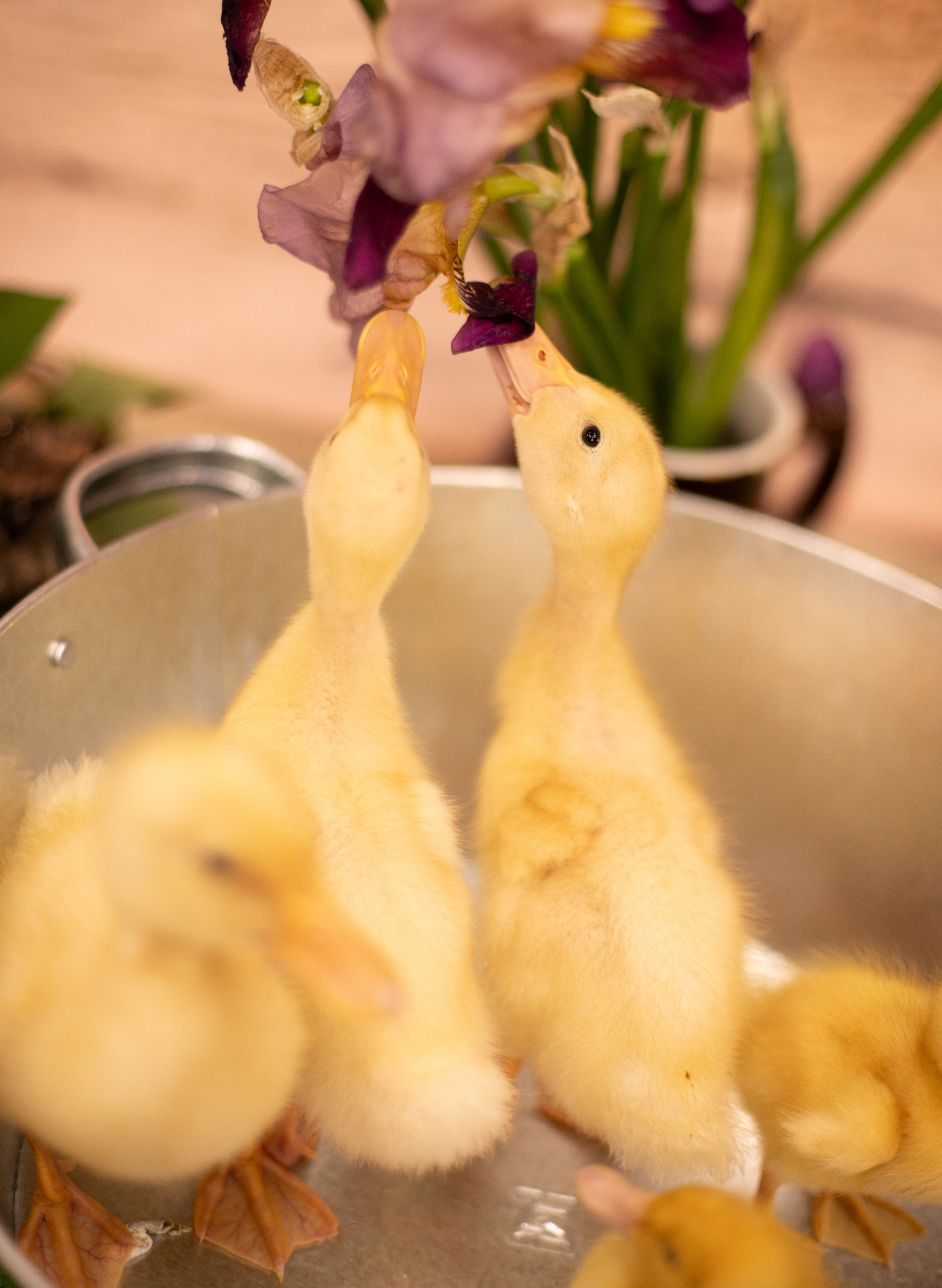 Пасха Утята. Лучший фотограф Краснодара (по версии моей мамы)