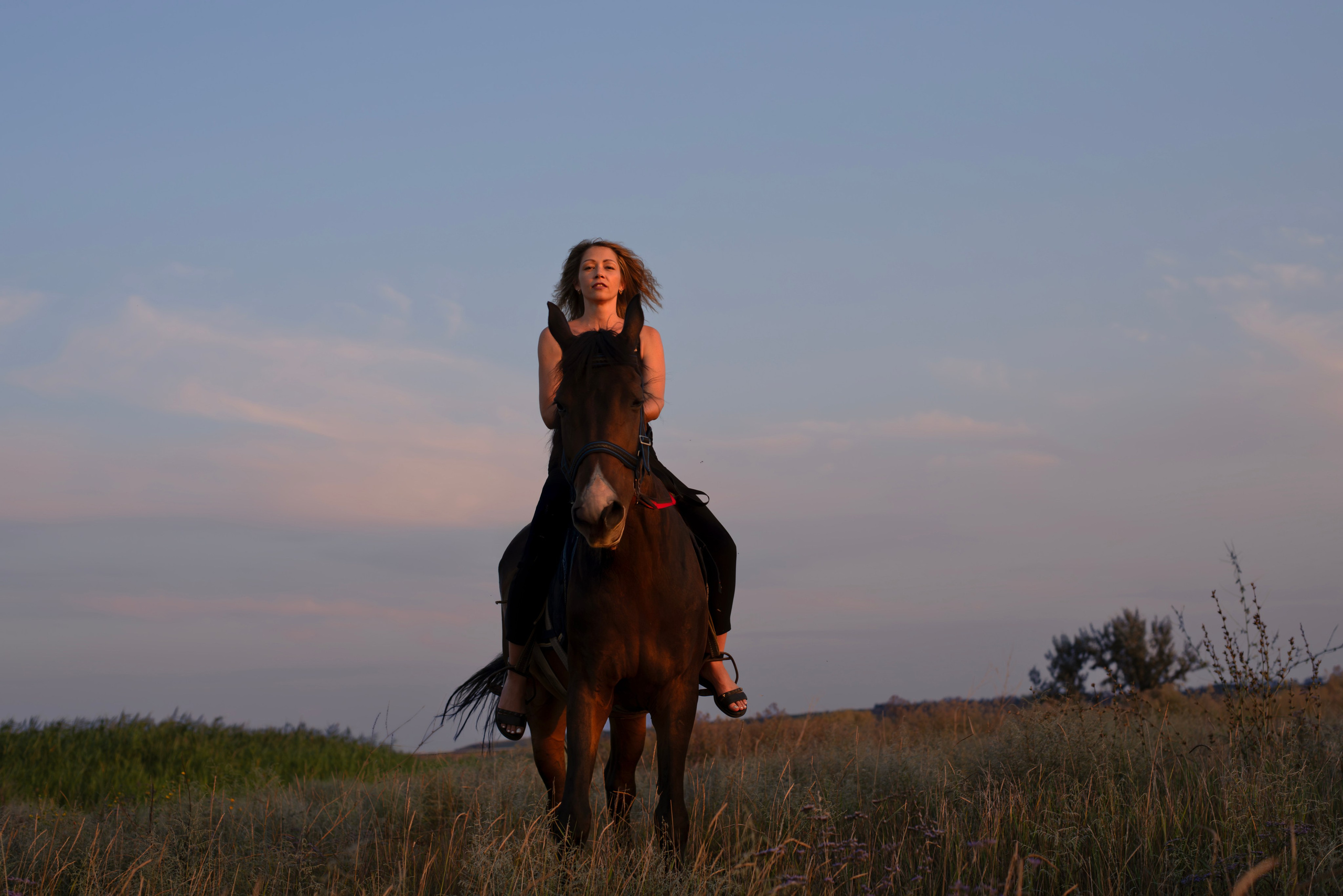 Леди и лошадь. Главная
