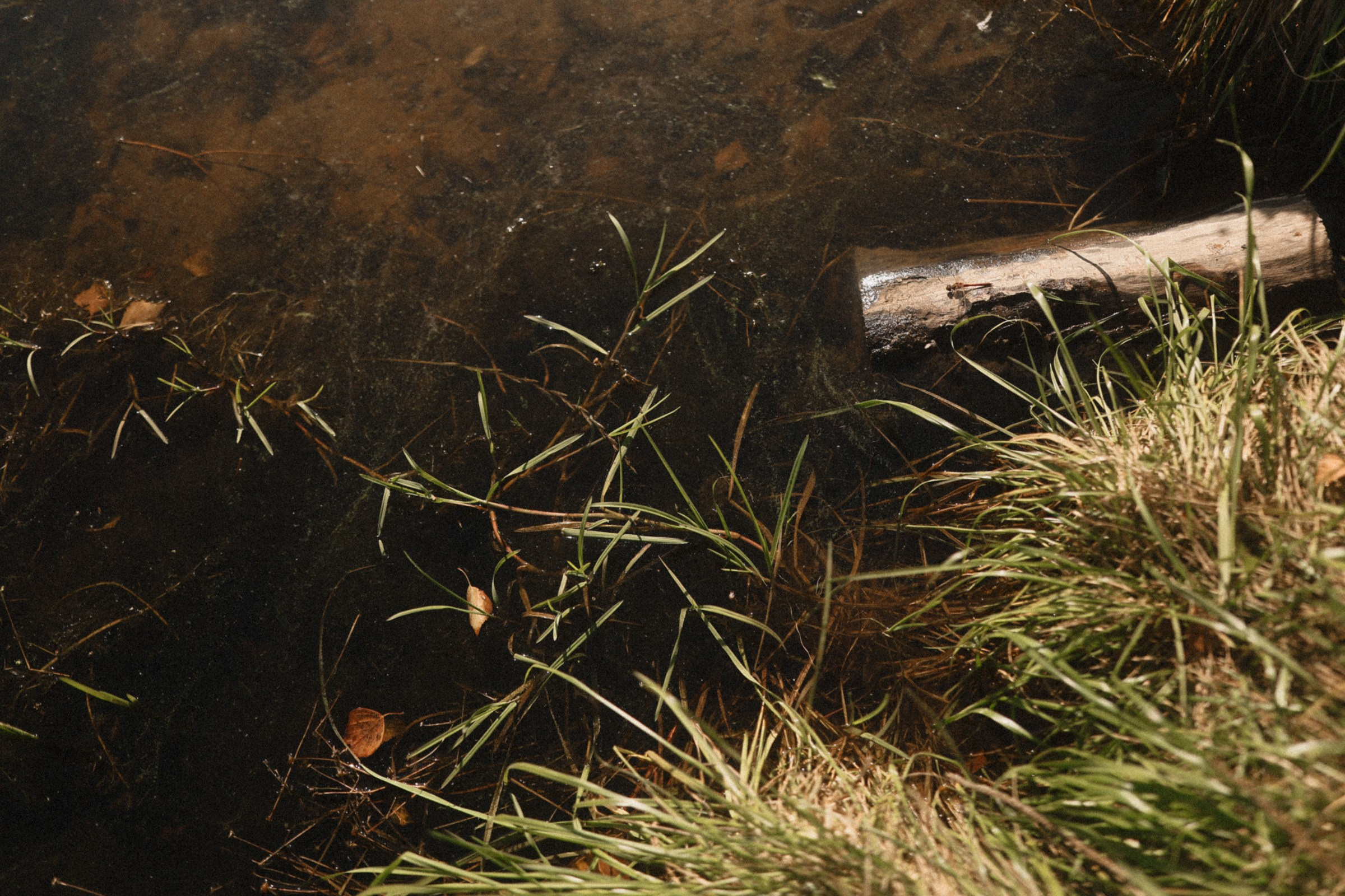 Древо любви. Свадебный и семейный фотограф Москва, Спб, Крым Игорь Сазонов
