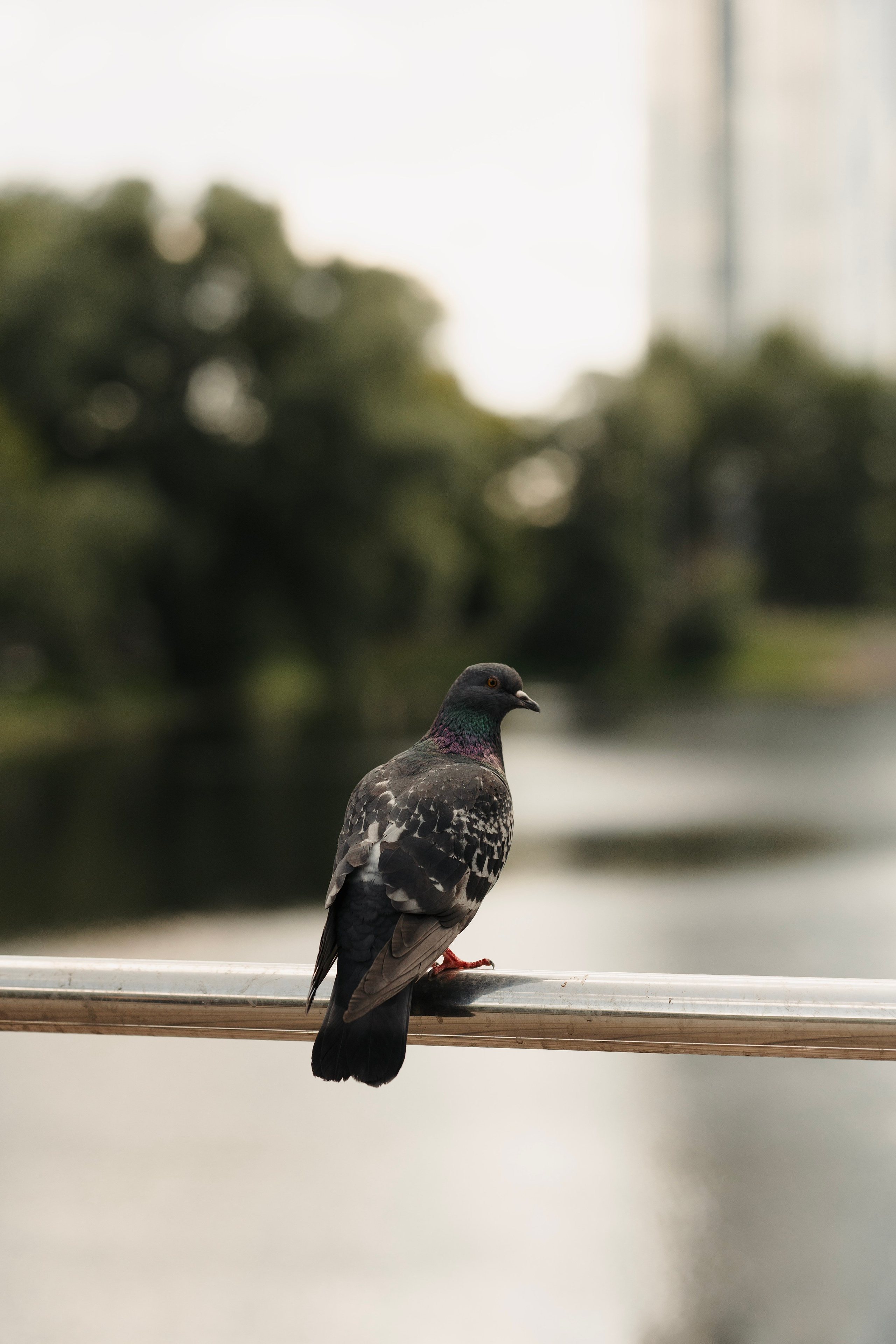 Златан. Фотограф- анималист Александра Матвеева