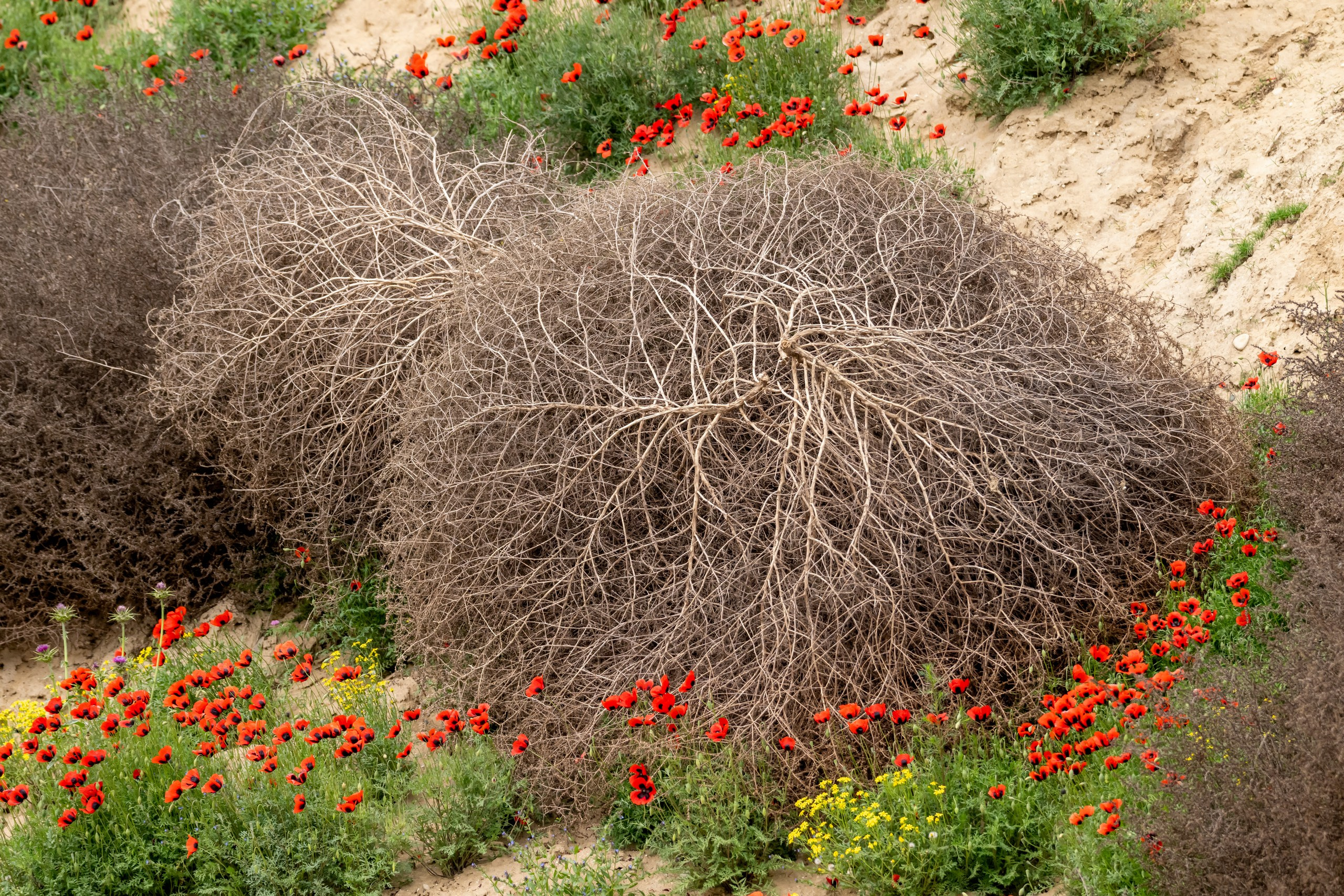 Пейзажный фотограф, Фотографии дикой природы. Foto-Zuev фотография как искусство