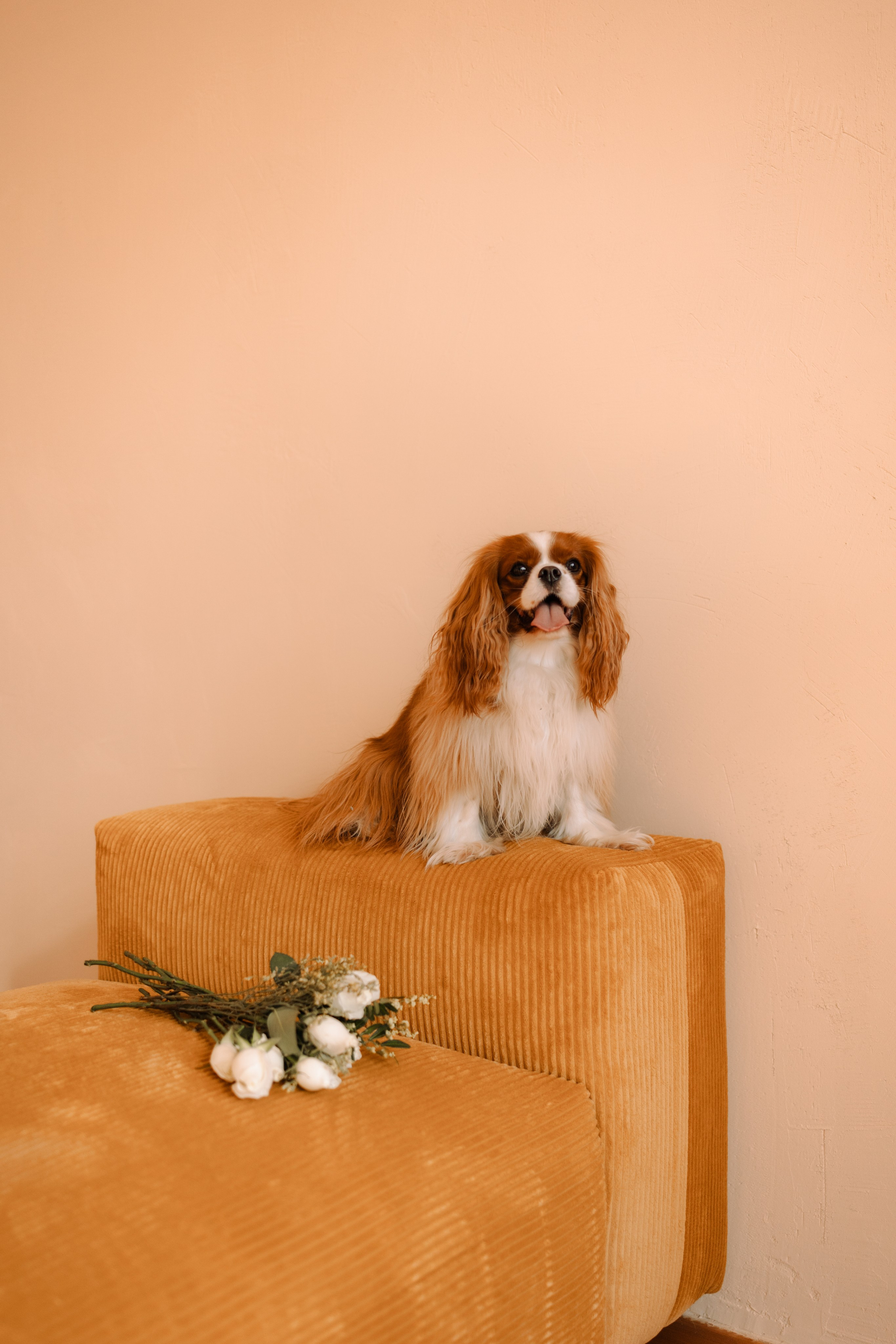 Шерри и ее семья. Фотограф — Анималист | Санкт-Петербург