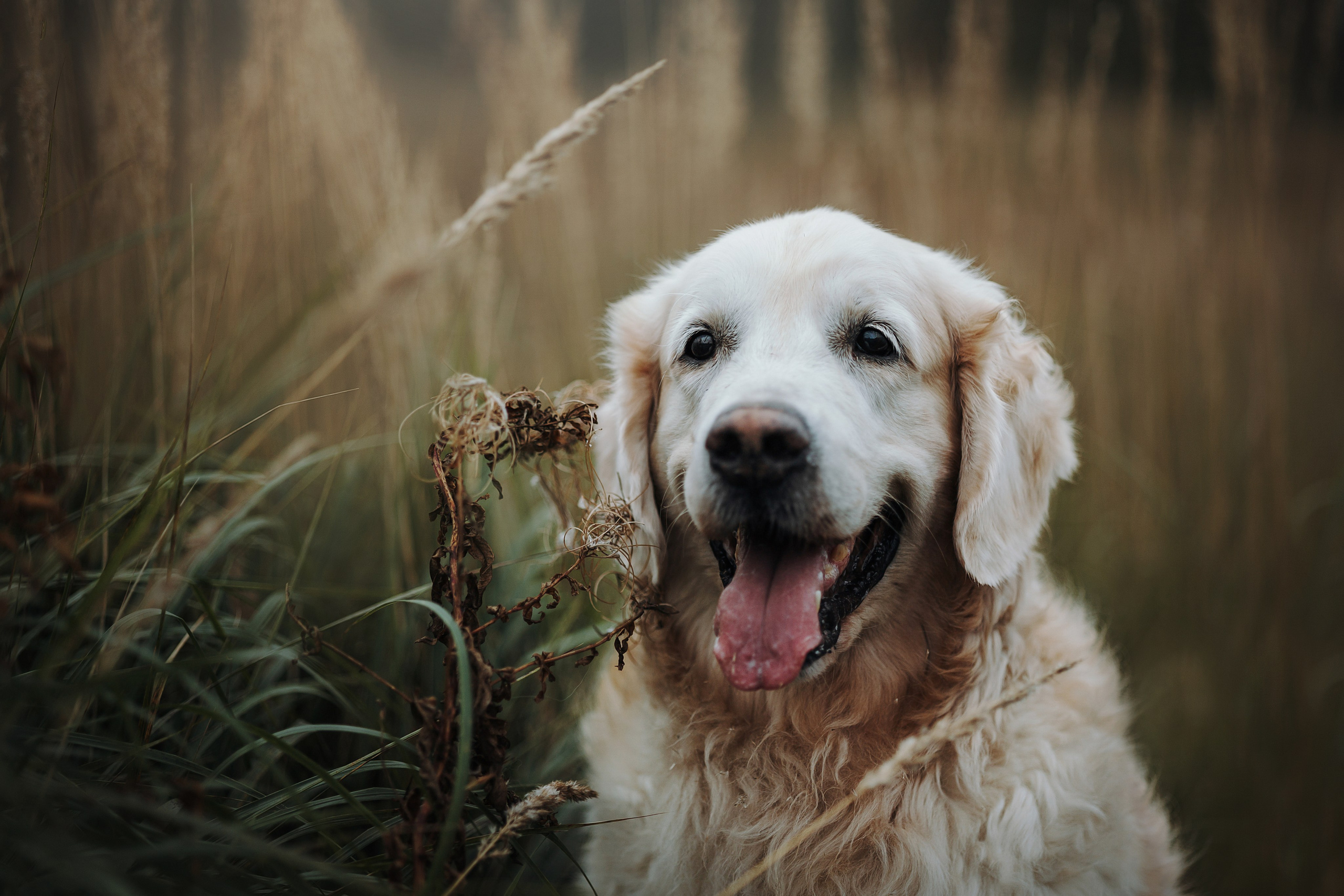 Света и Том. Фотограф — Анималист | Санкт-Петербург