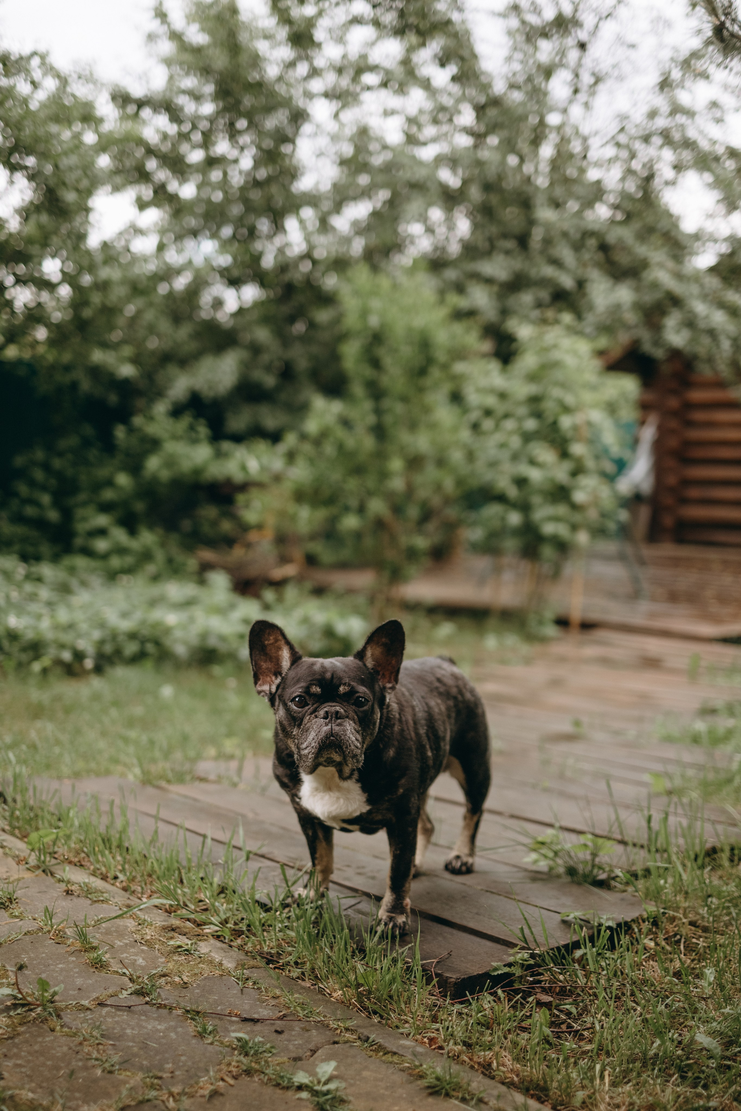 Софа и ее хвостики. Фотограф — Анималист | Санкт-Петербург