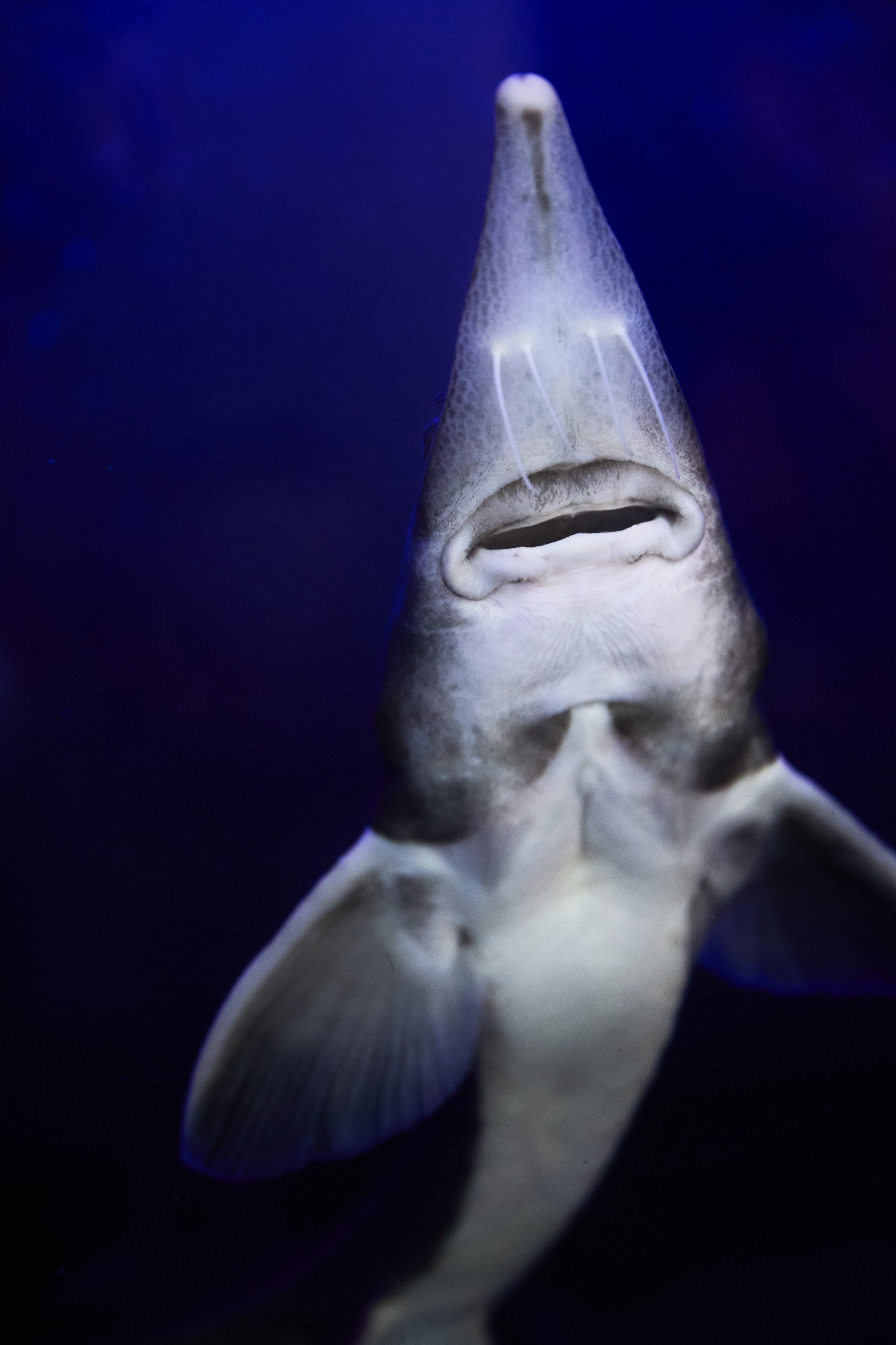 РЕСТОРАНЫ. Контент фотограф в Москве Ник Фрост