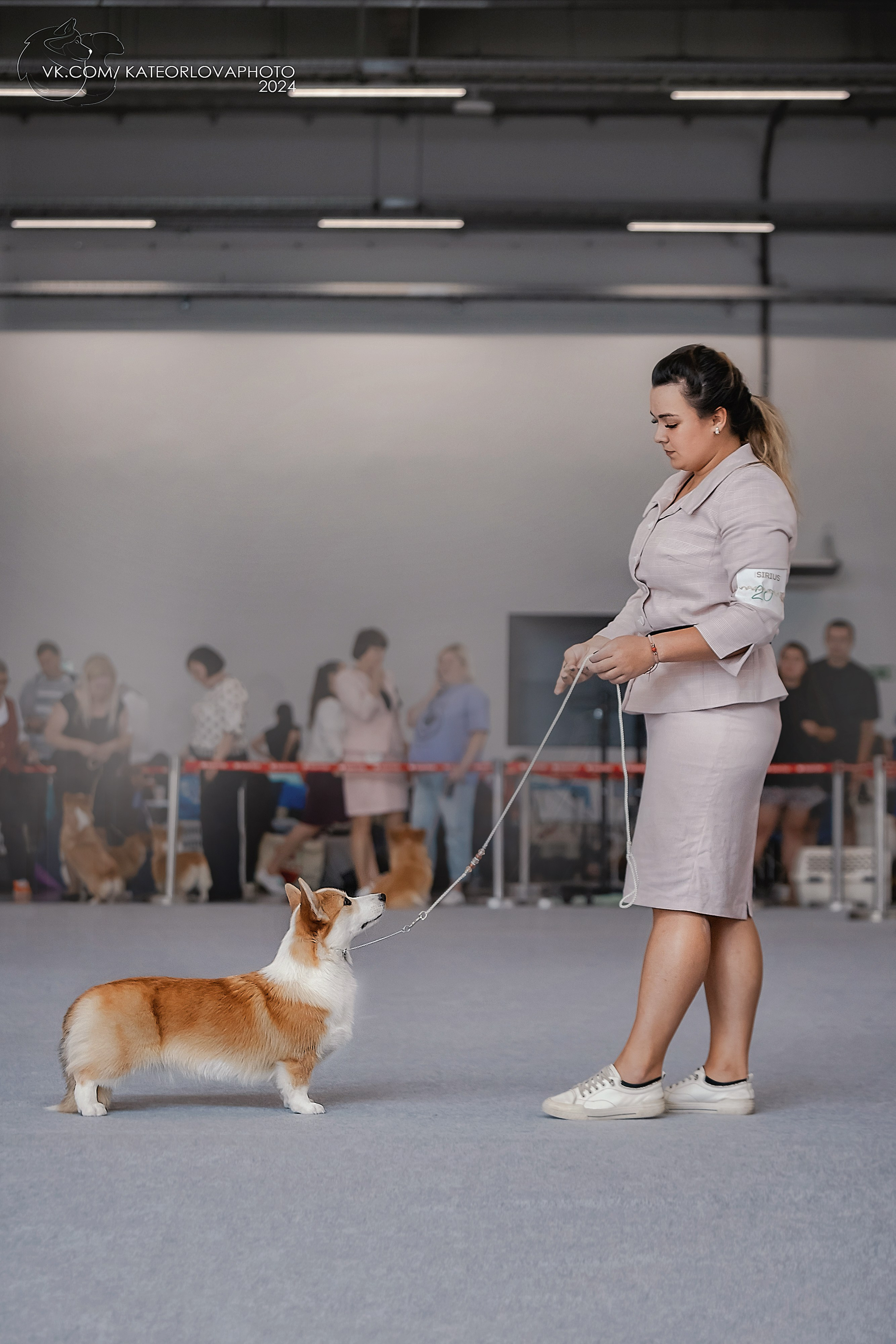 Фотосъемка собак, щенков, на выставках, фотограф анималист Россия воронеж. Питомник собак Акита, Хаски, Корги