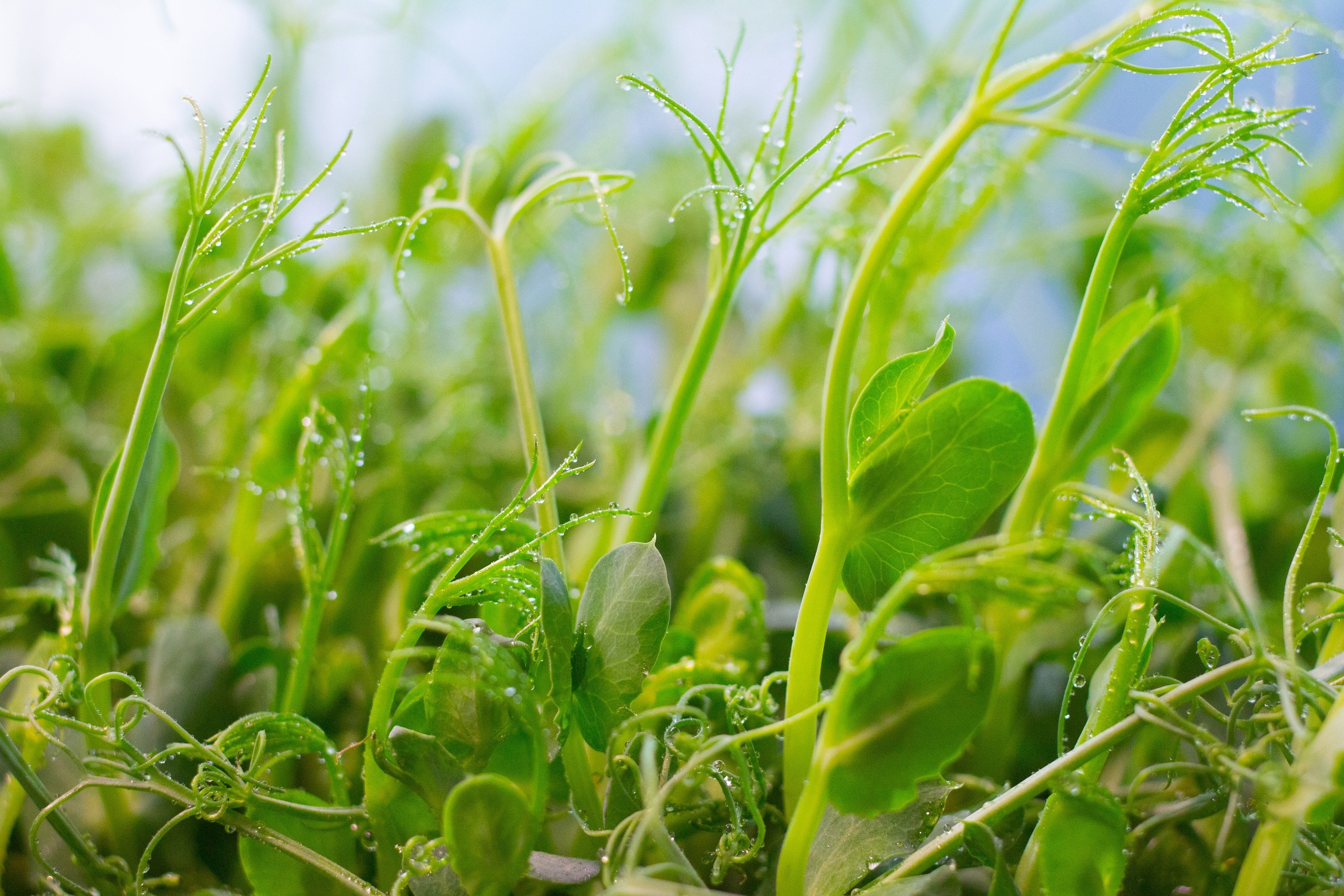 Съемка блюд Москва